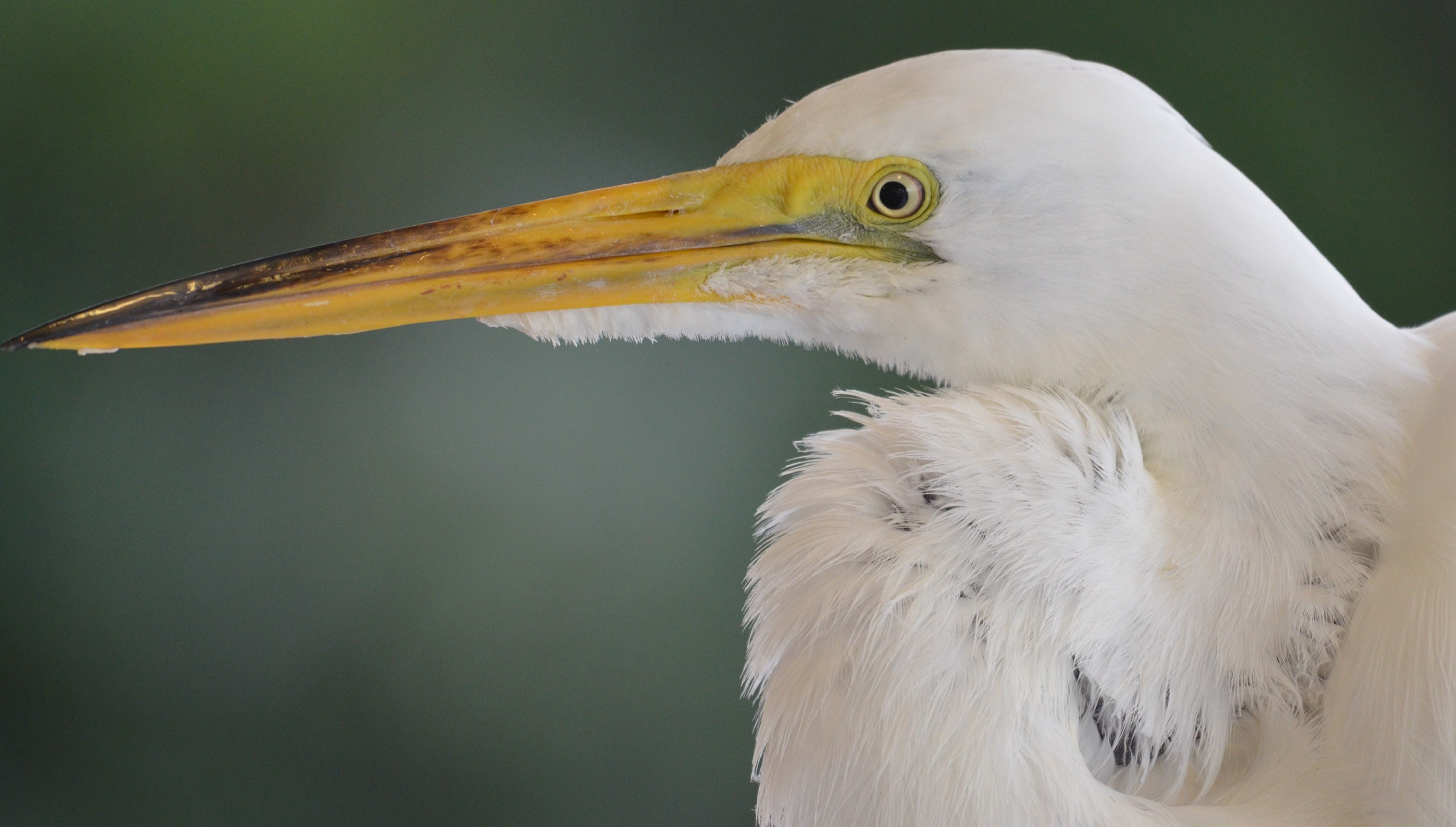 A young person with curly hair smiles at the camera while sitting in front of a laptop against a dark background.
