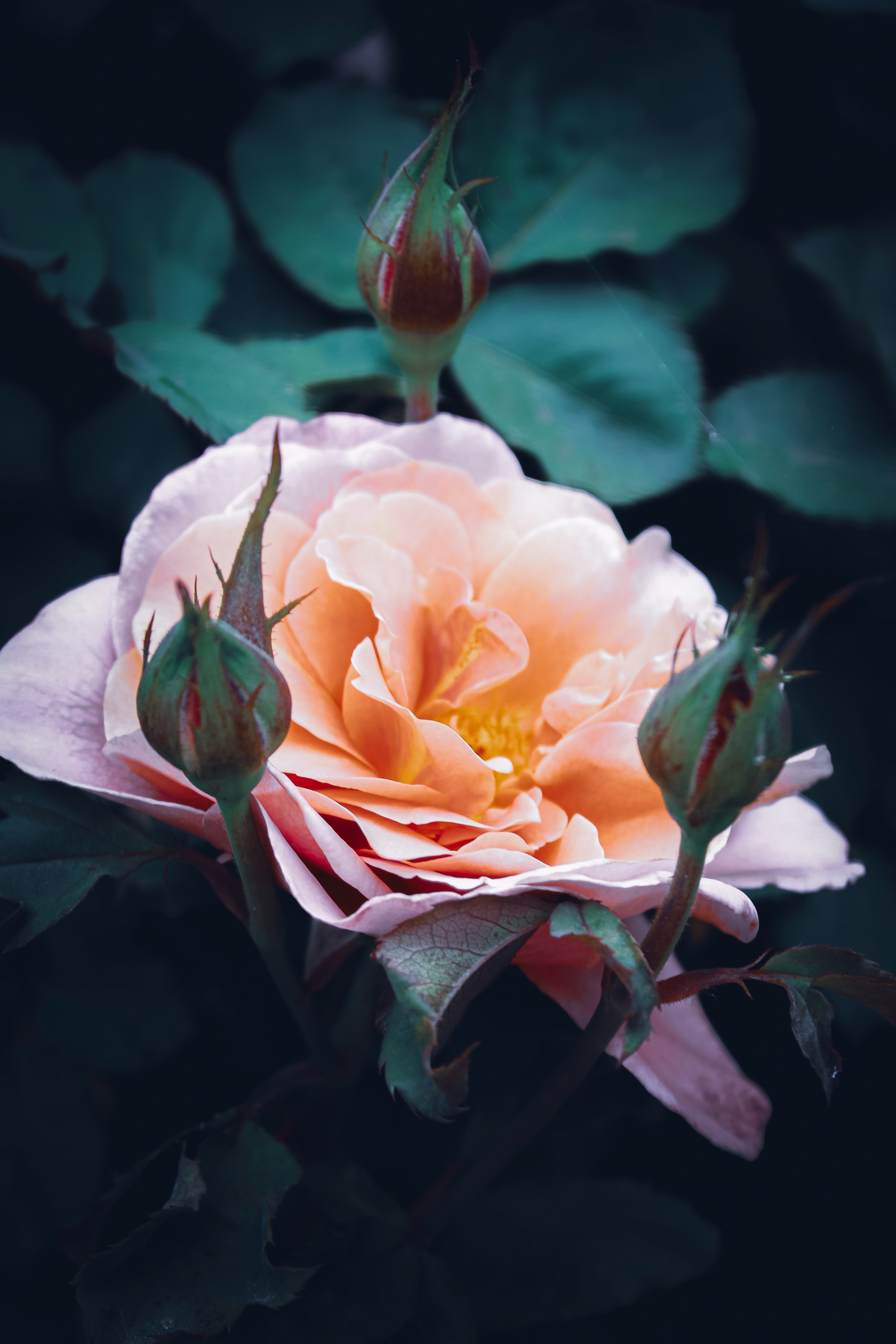 rose fine art flower photography