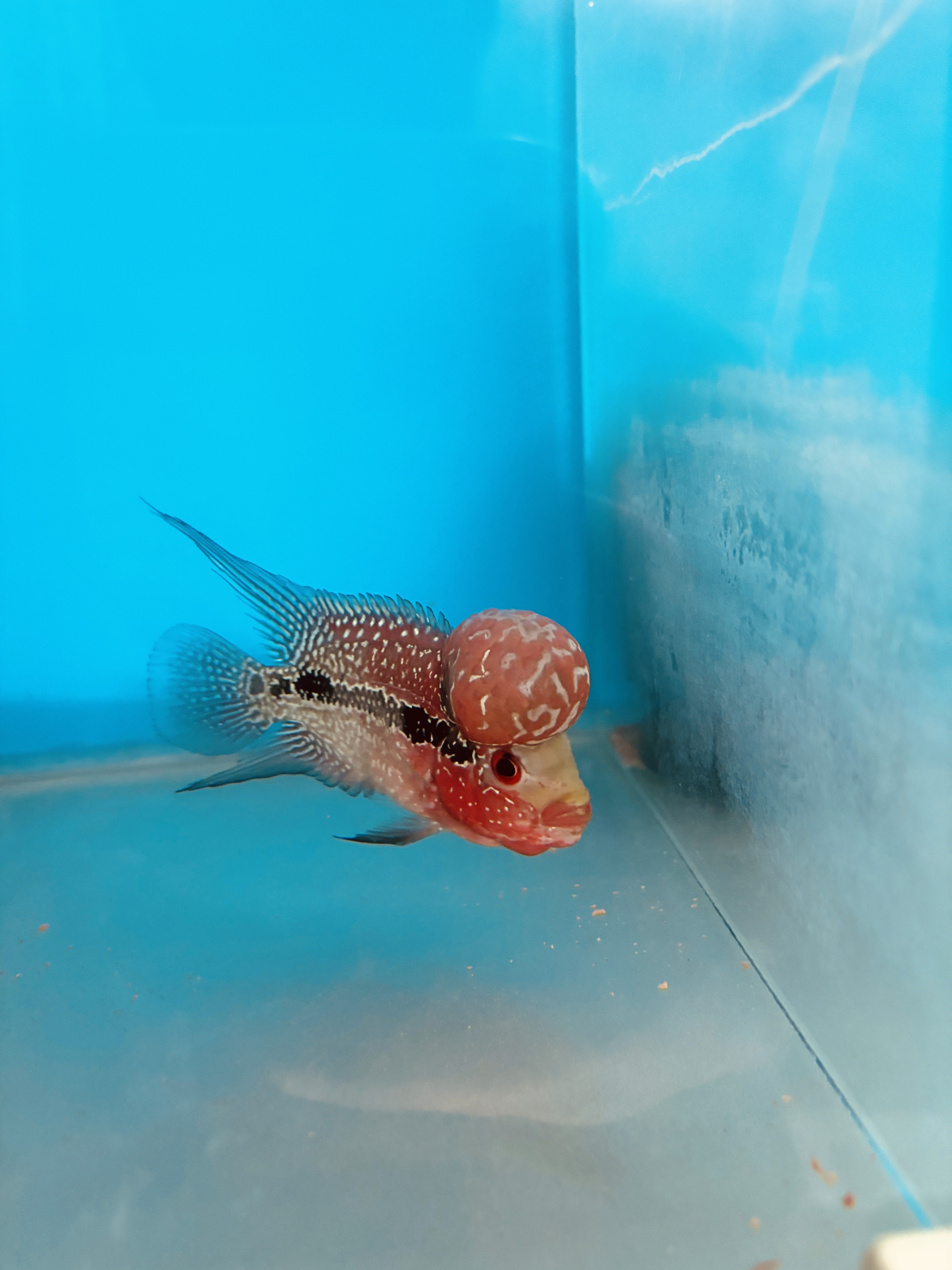 Best fish for aquariums