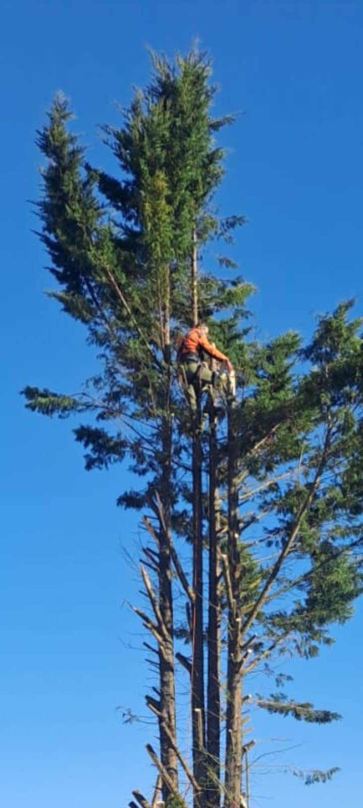 Un arbuste avec a son pied des fleurs et en fond une maison flou