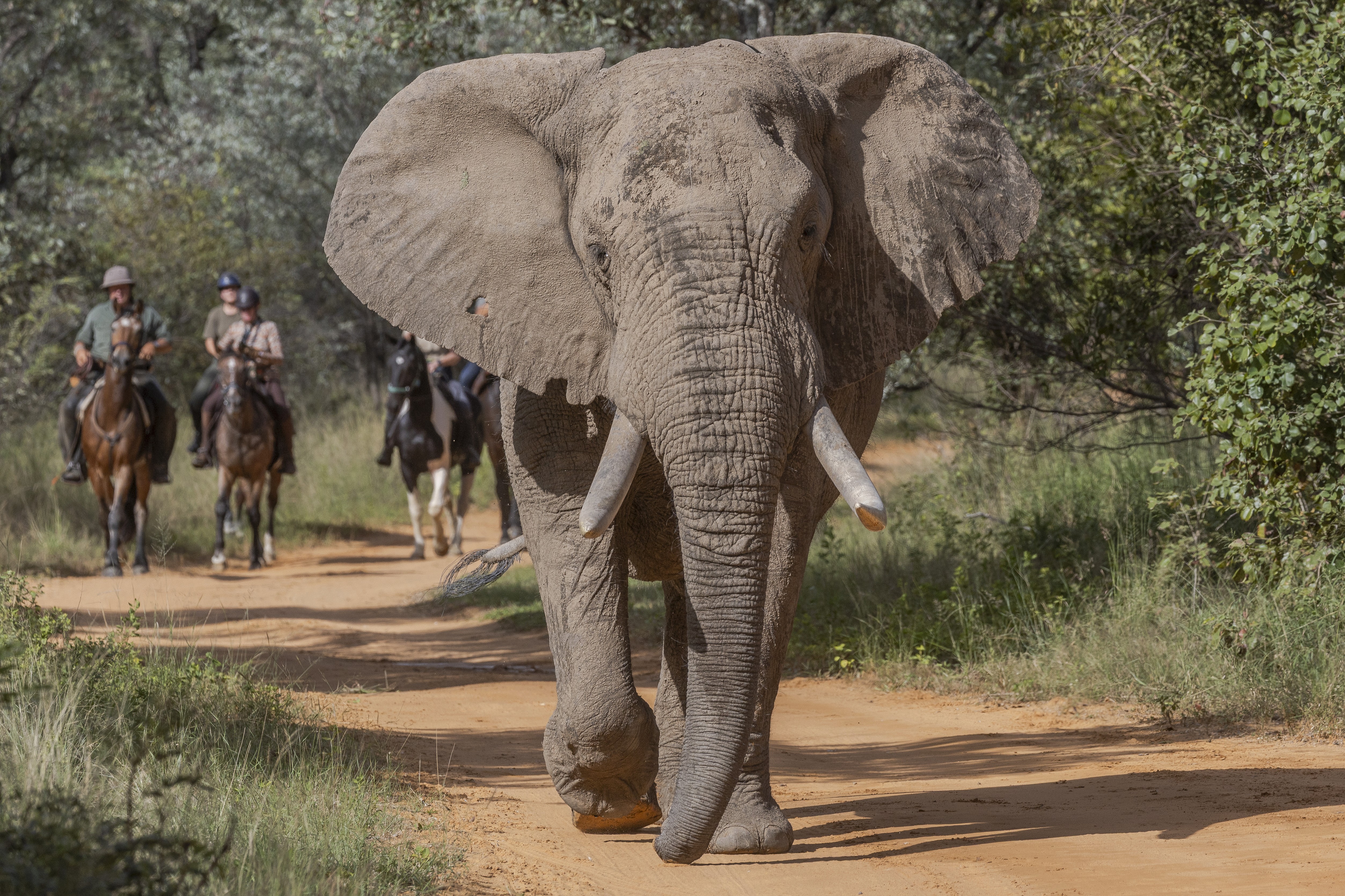 Fem ryttare till häst på ridsafari blickar ut över en grupp bufflar i Waterbergs gröna landskap. En oförglömlig ridresa till Ant's Hill i Sydafrika.