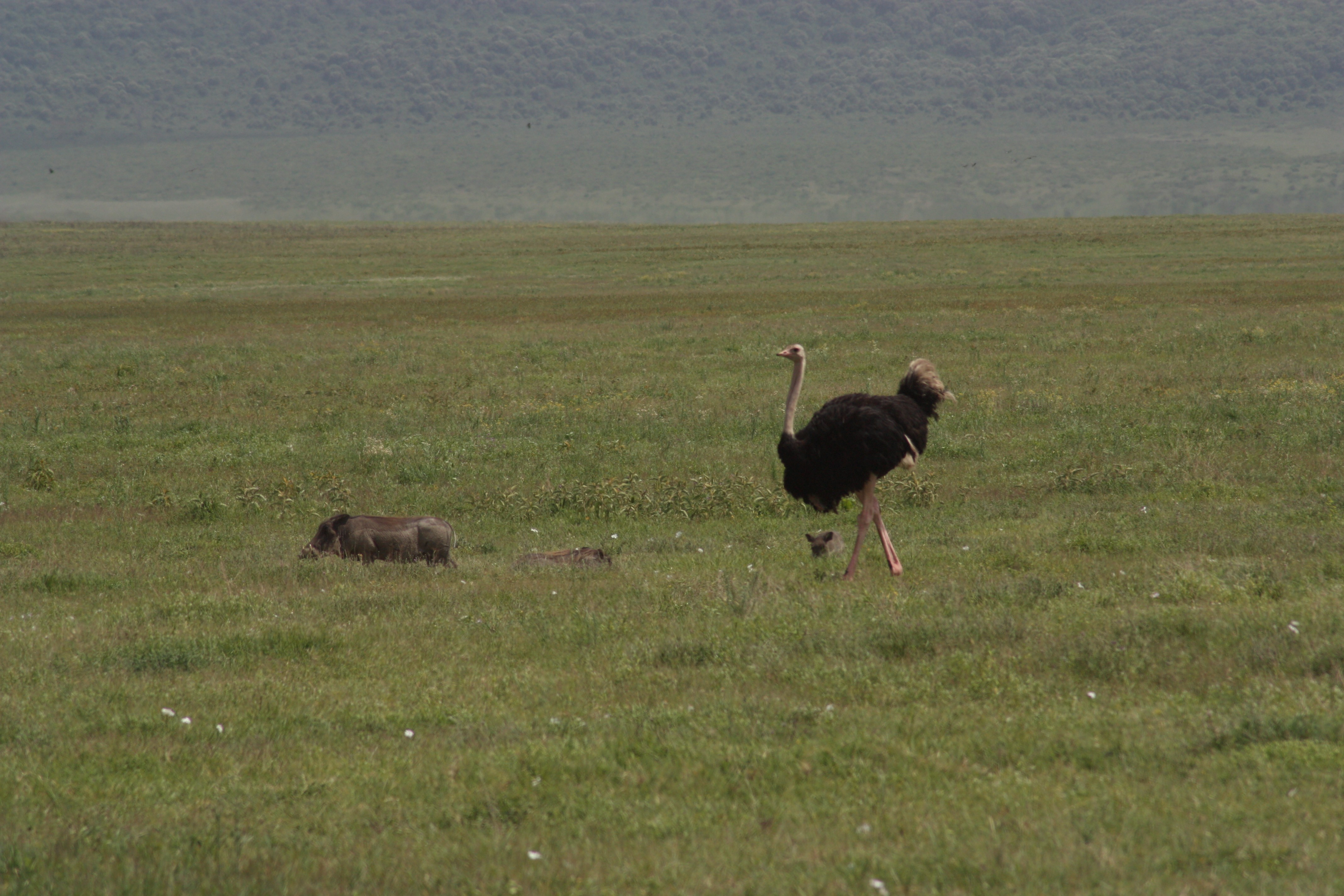 Ostrich and warthog in the Ngorongoro Crater