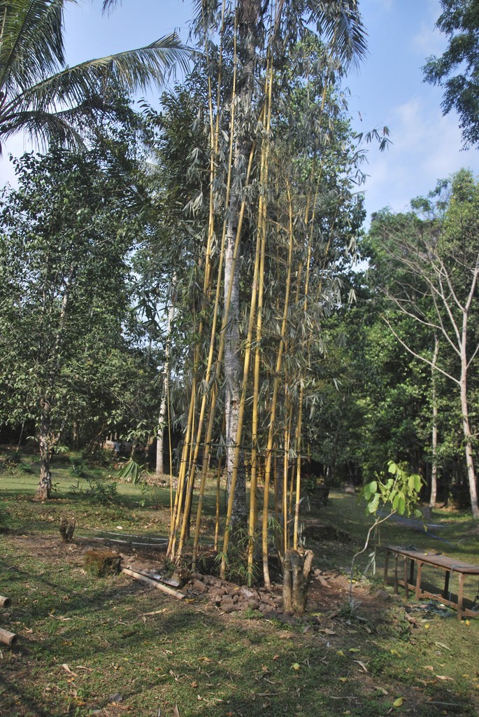 Sam Po (Drunken Tower / Mendem Kahanan) | Ruas Bambu Nusa