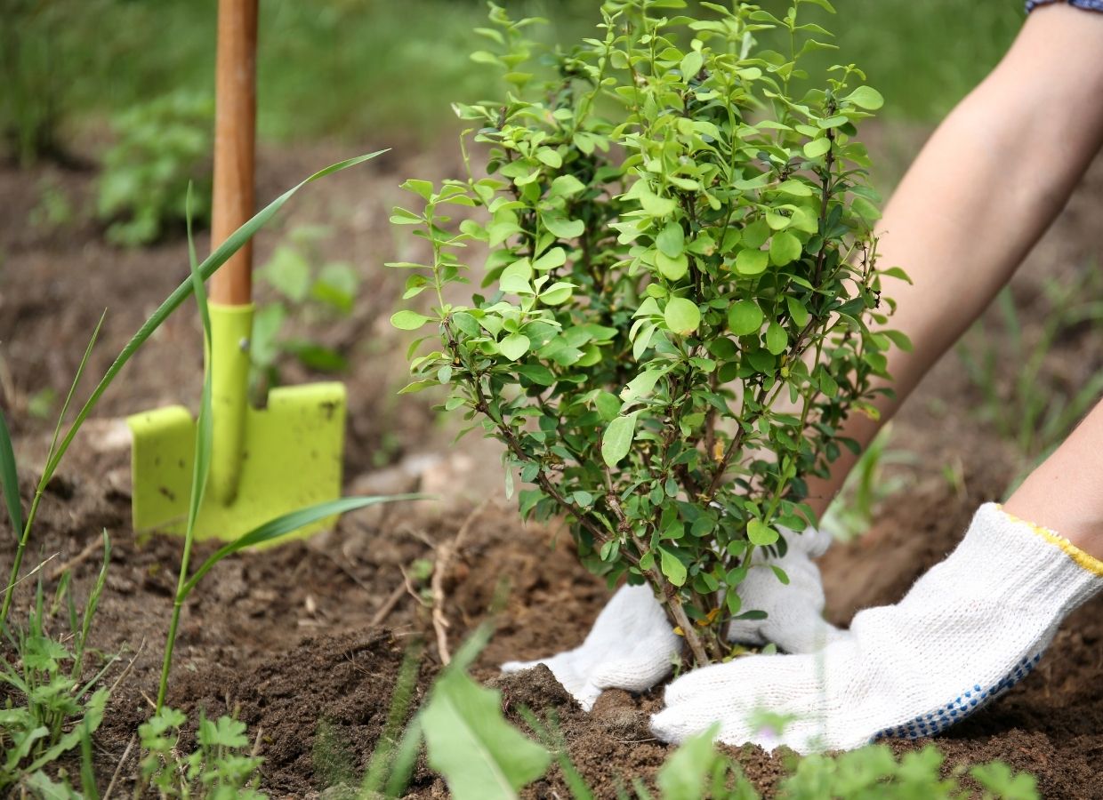 Sustainable organic gardening techniques