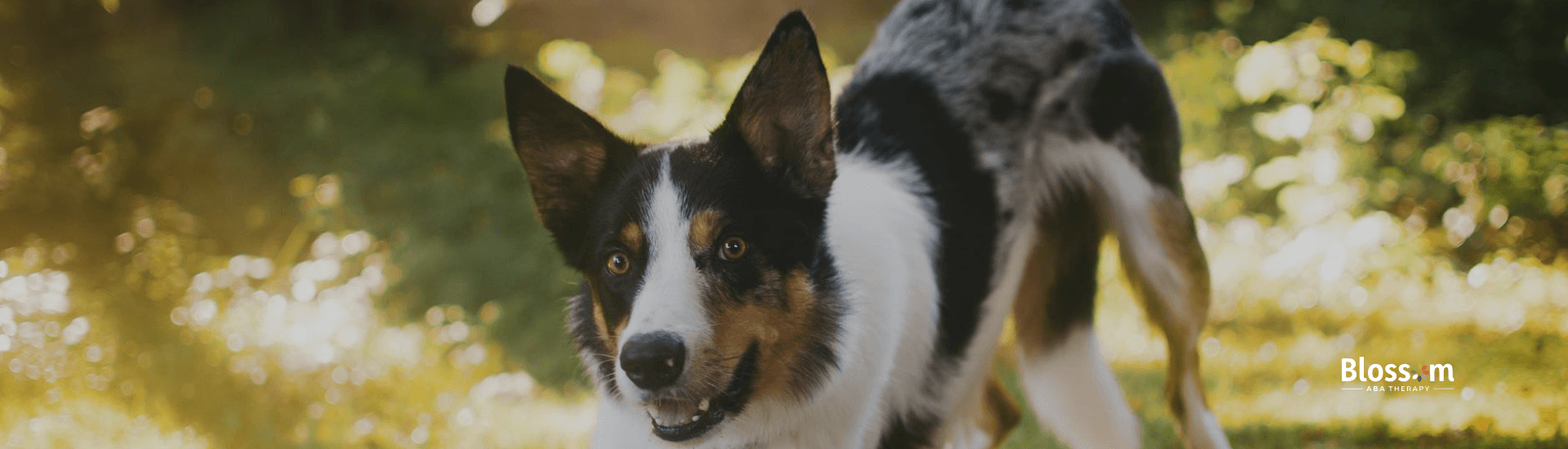 A playful black and white dog, suspected with ADHD, crouching on grass in a sunlit outdoor in VA.