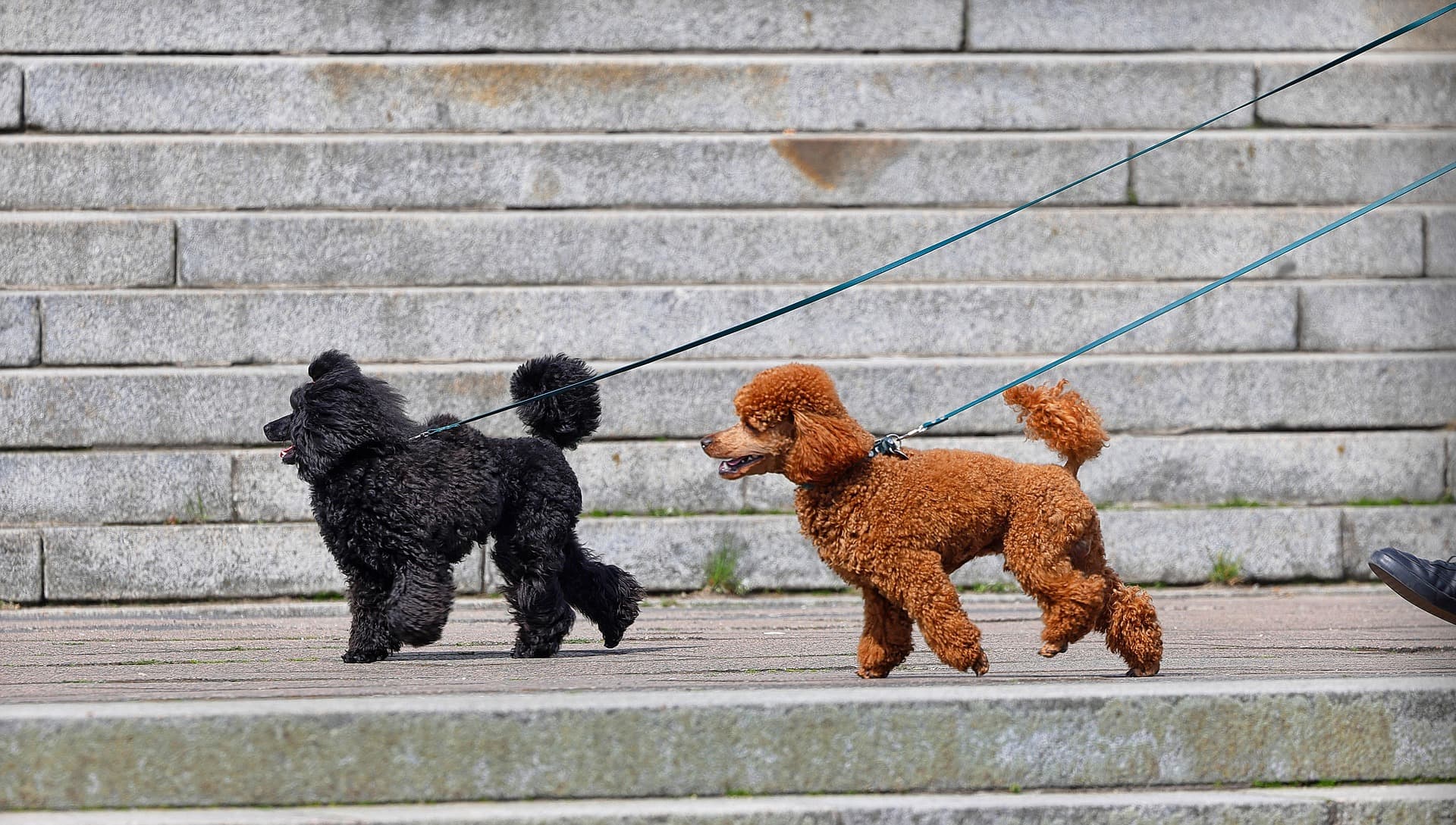 Two dogs are wearing a leash and walking on the stone pavement.