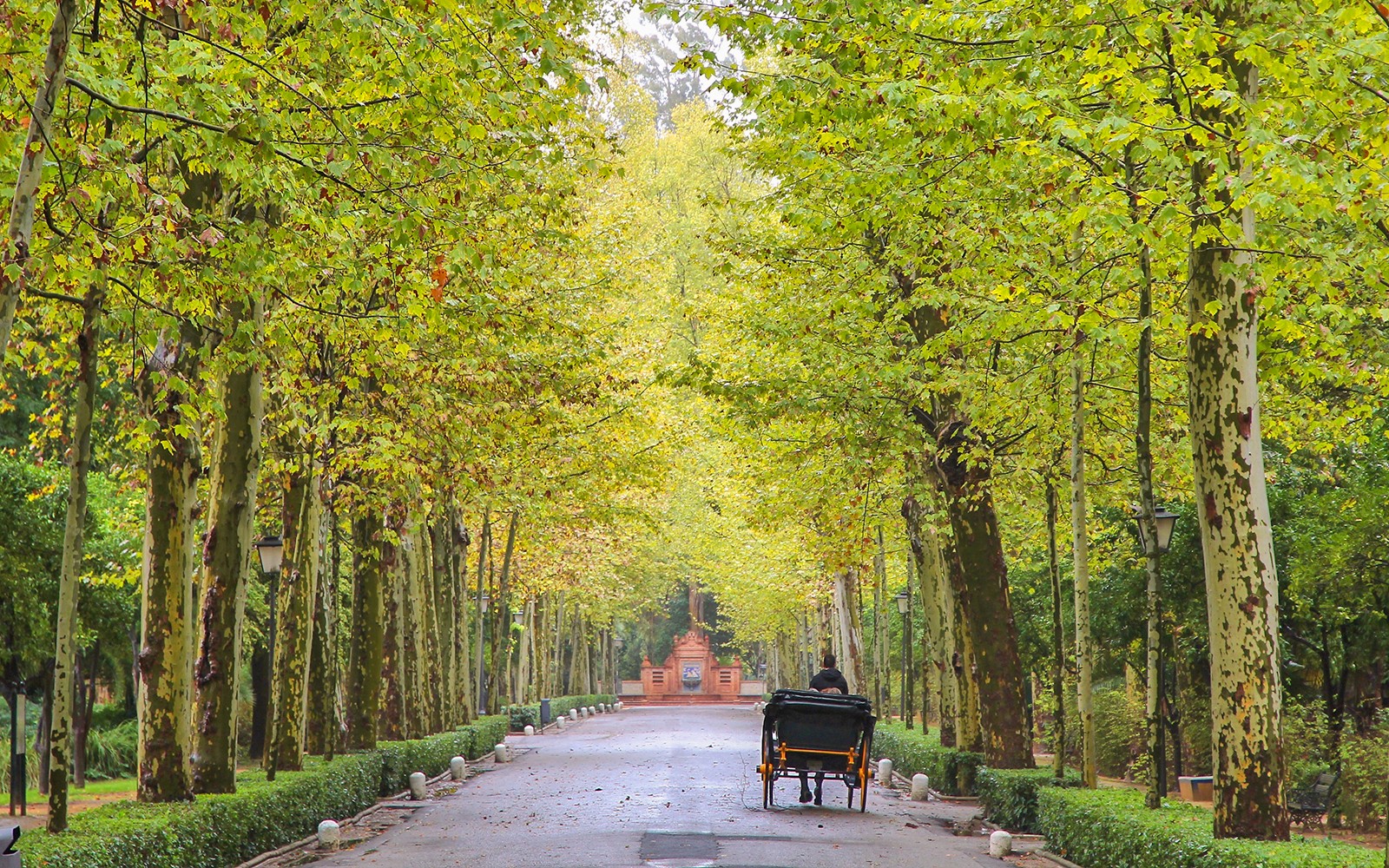 Koetstocht door de met bomen omzoomde paden in María Luisa Park, Sevilla.