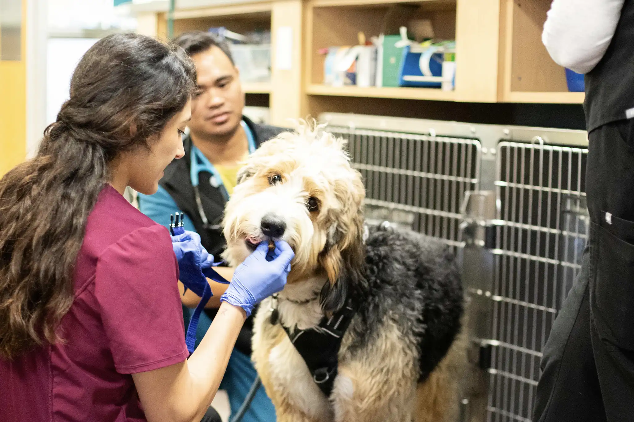 Perception vs. reality: 5 questions your veterinary team needs to answer in 2026