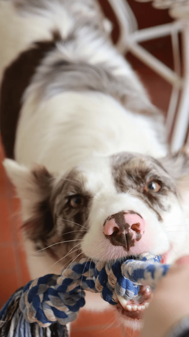Collie with Collie Nose wearing a SnoutCover for protection