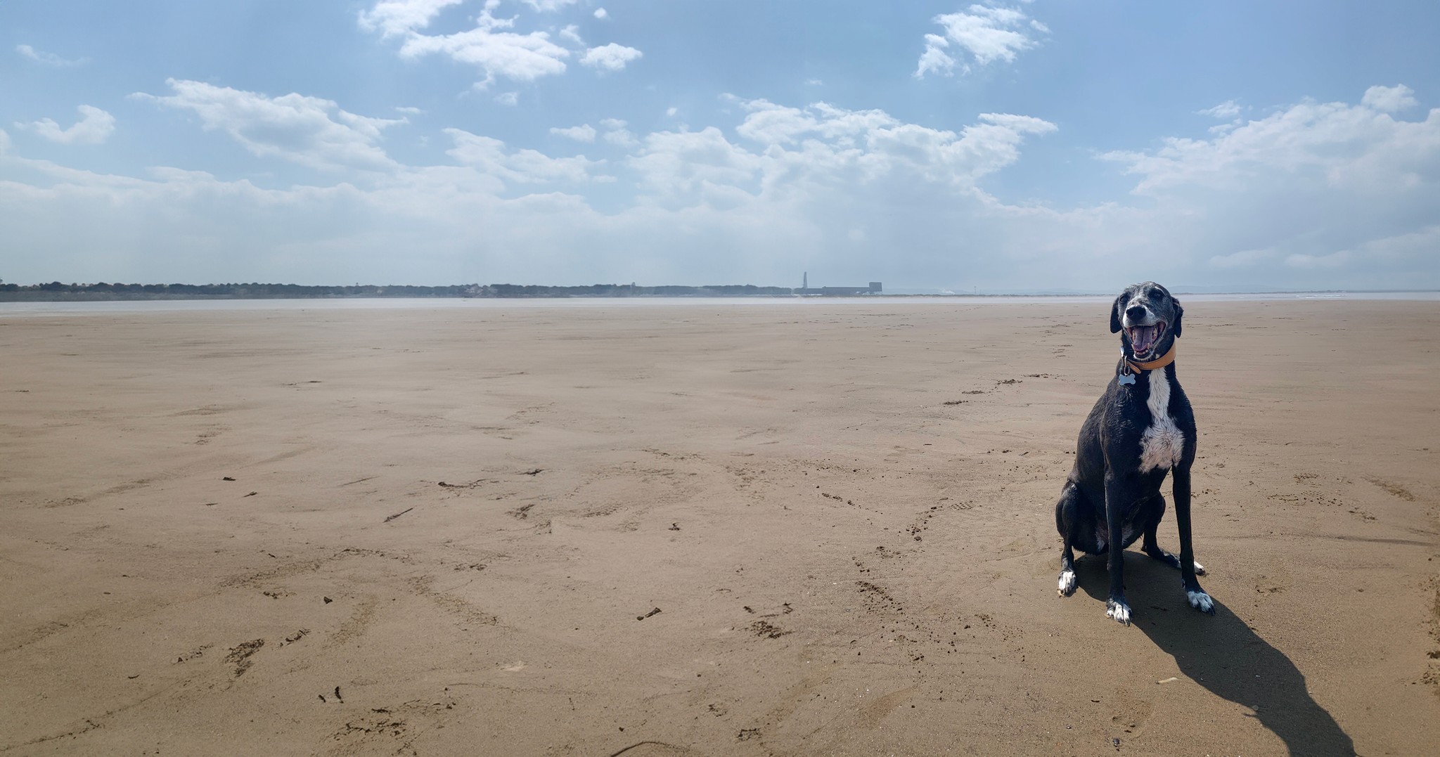 Hero image of a black and white greyhound on a beach