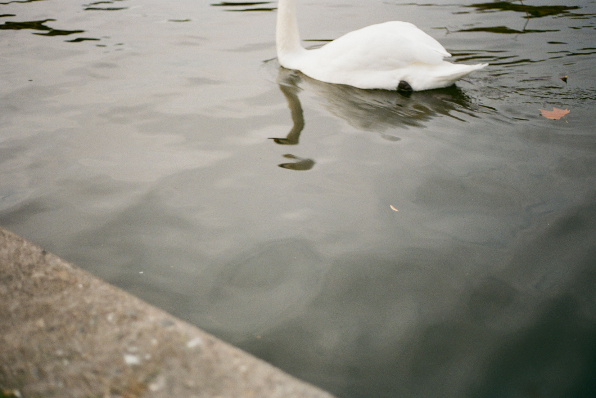 Head 2, 2021, 35mm color photograph