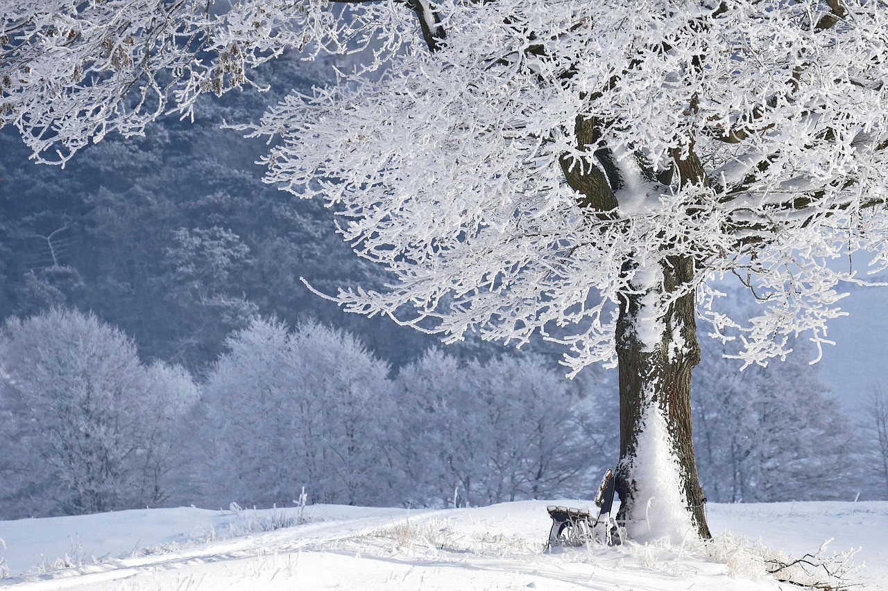 Paysage d'hiver enneigé avec arbre givré et banc solitaire.