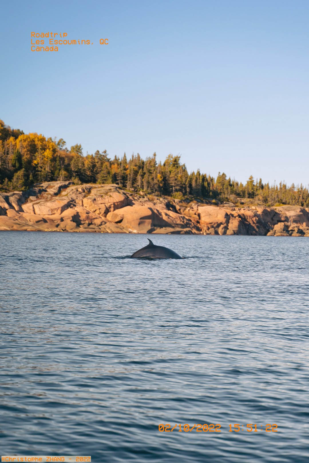 Dos d’une baleine perçant la surface, Les Escoumins