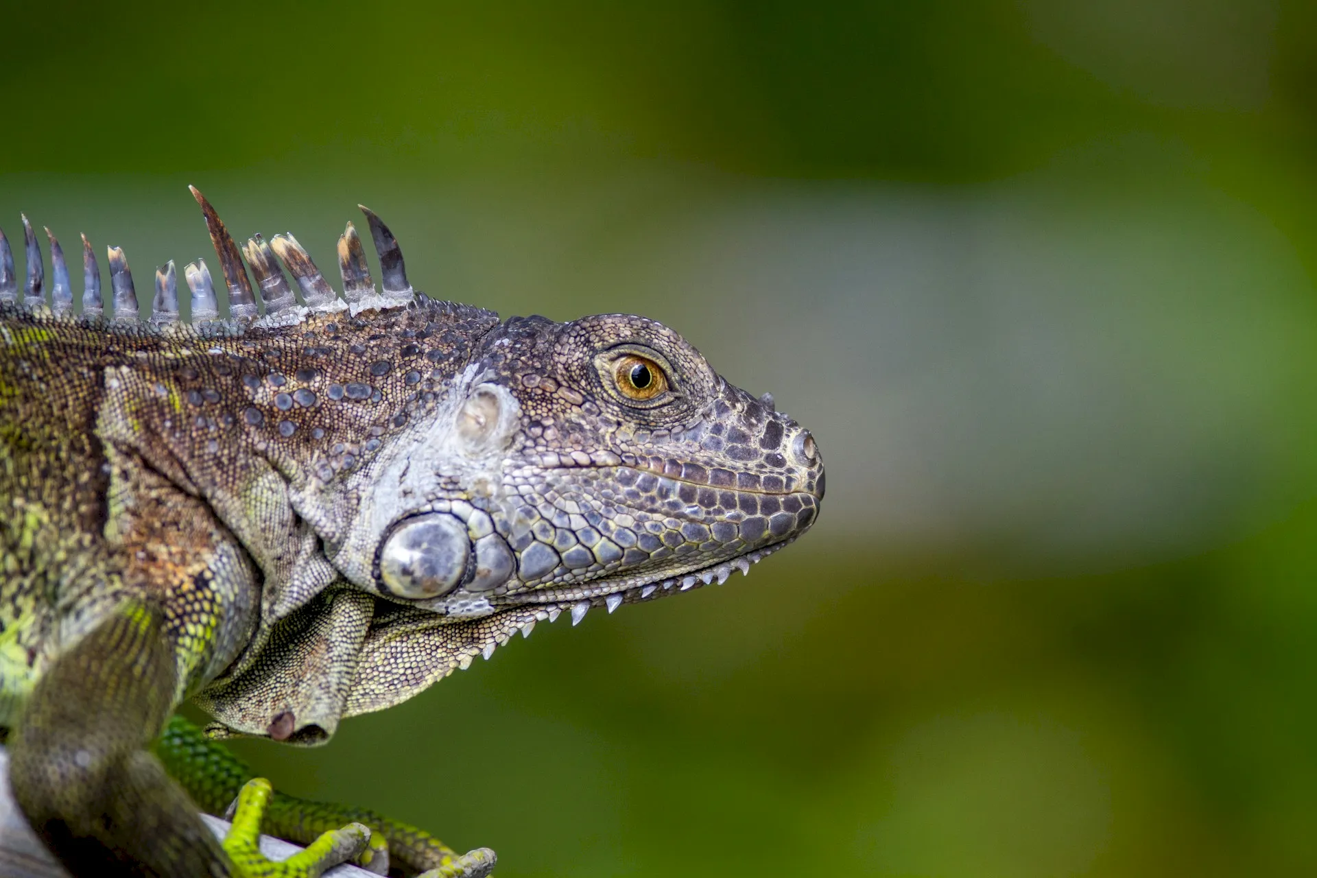 Close up of an Iguana