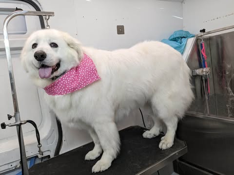 Giant Dogs Grooming Gallery Of Photos - Wags To Riches Dog Grooming