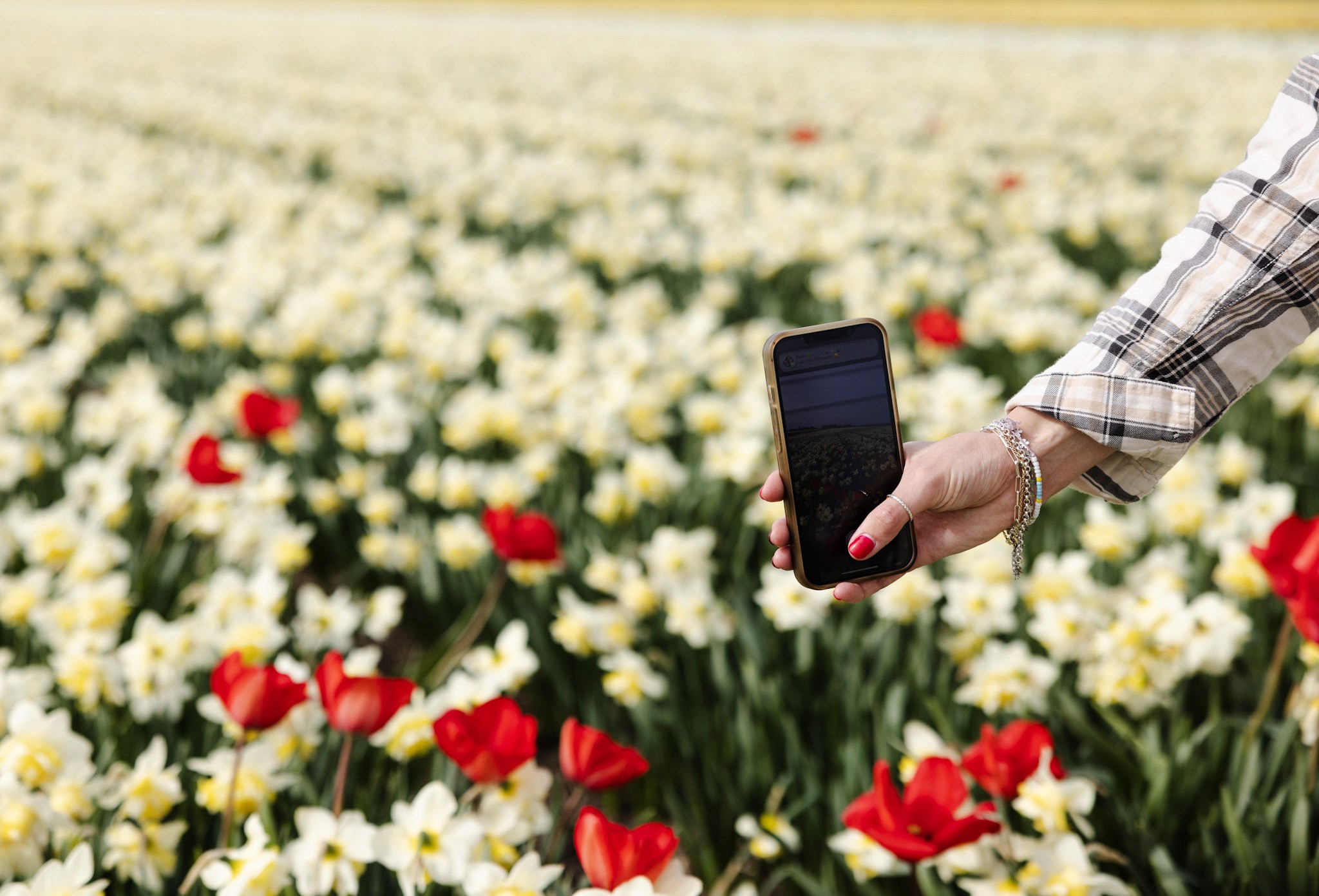 Foto van Toerist in Nederlandse bloemvelden