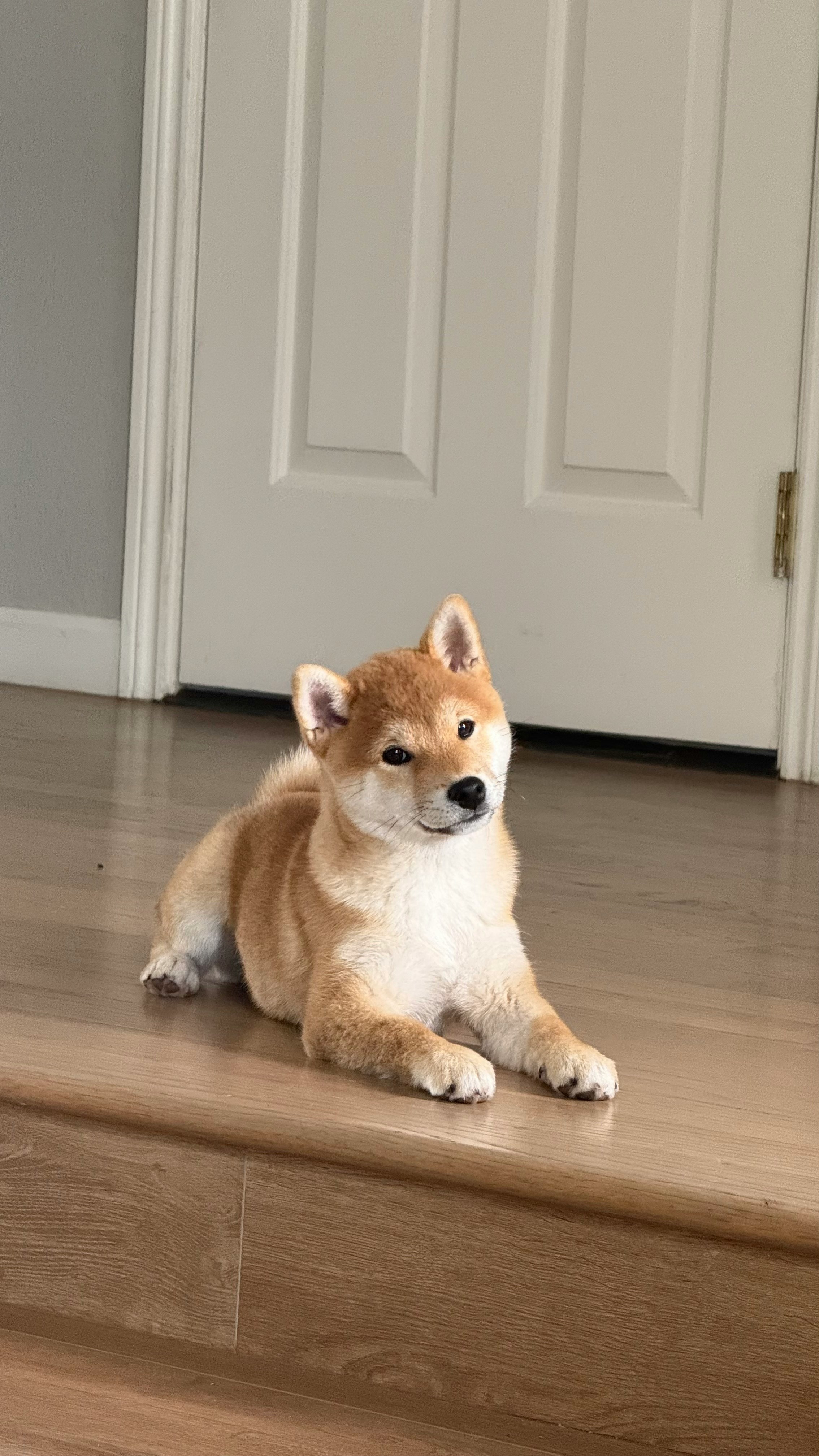 A cute shiba inu puppy is lounging around.