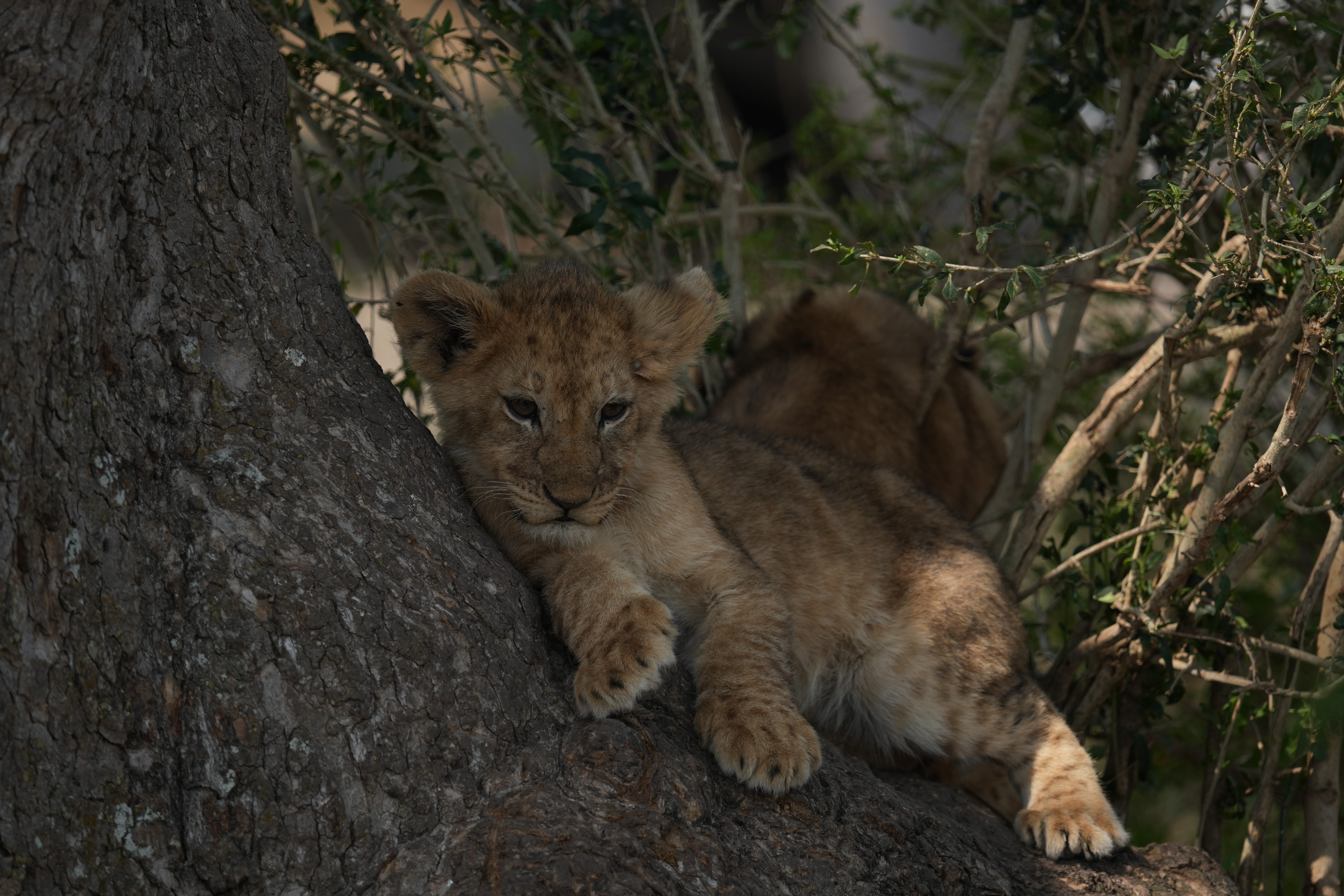 Coach explaining stuff to an athlete