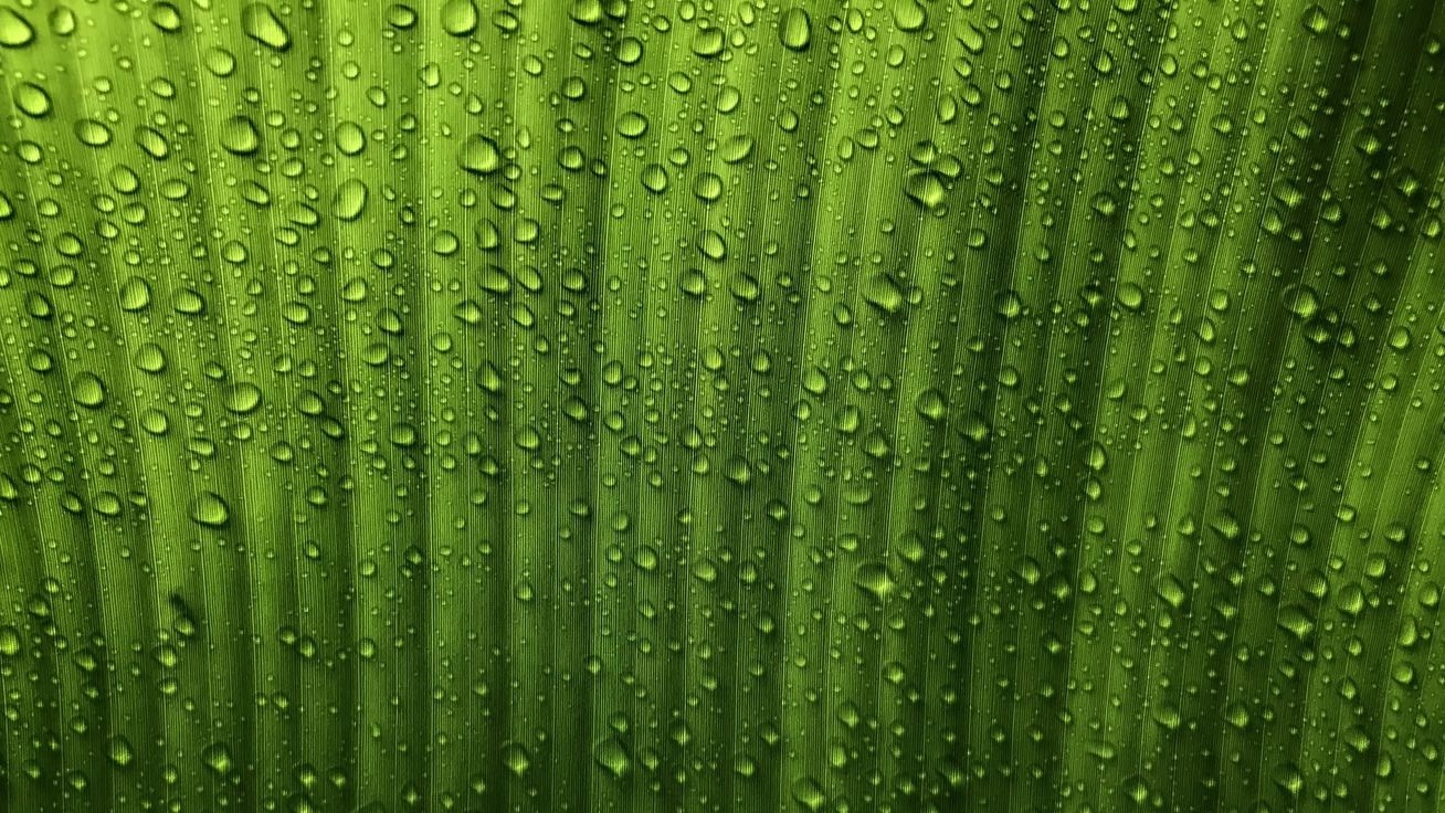 Product page Hero Image-many trees