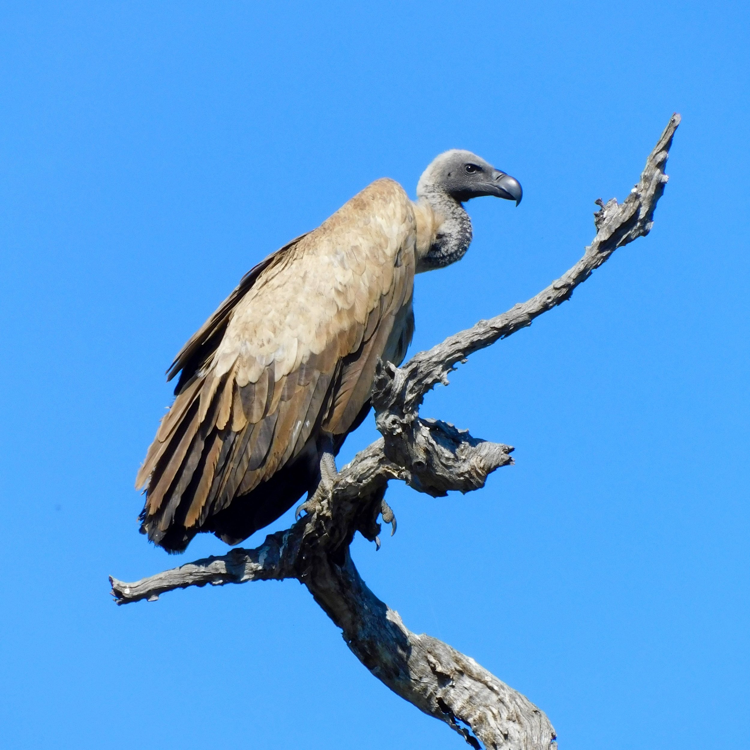 White-backed Vulture