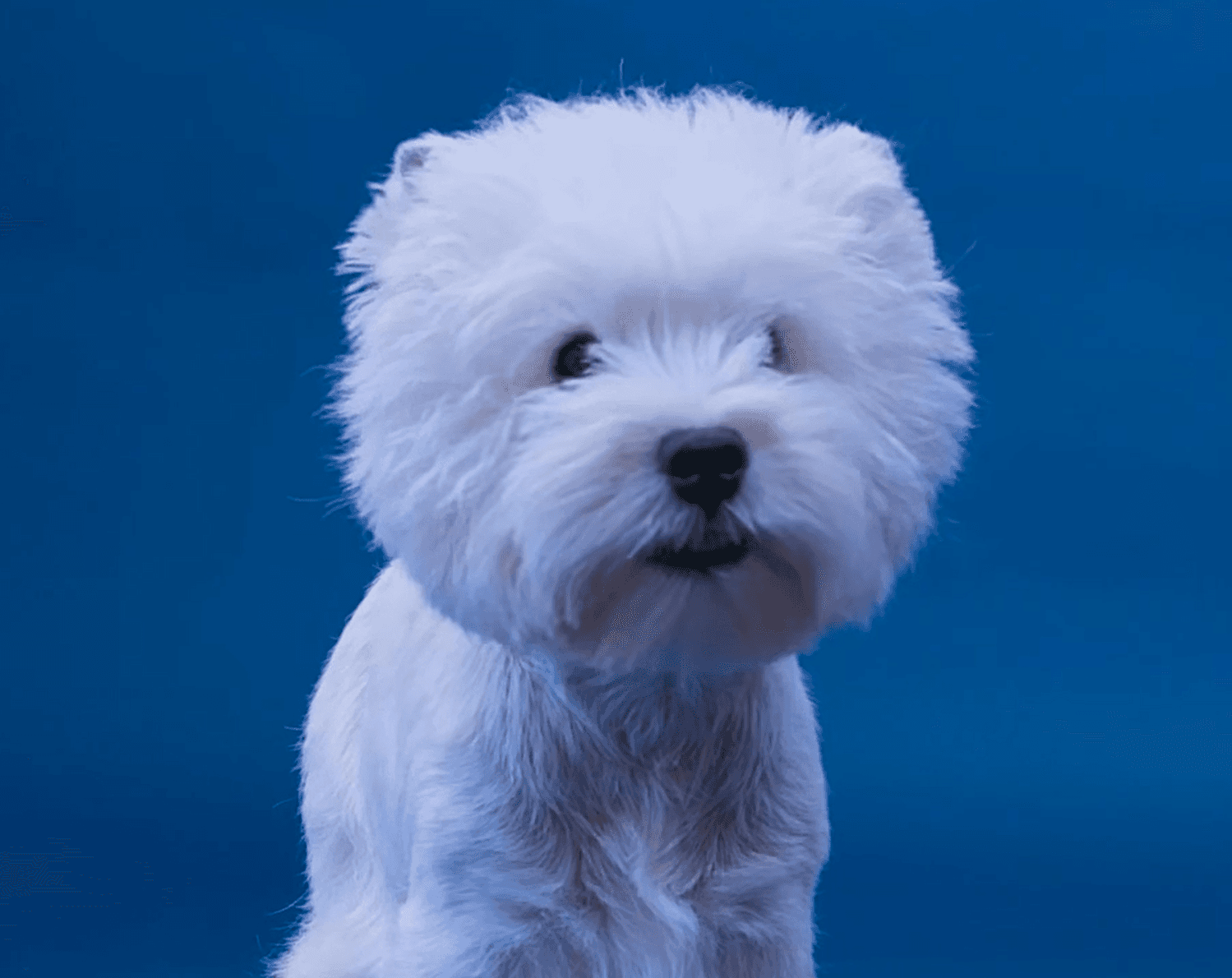 Elegant white dog standing proudly on a light background to convey confidence, precision, and premium grooming.