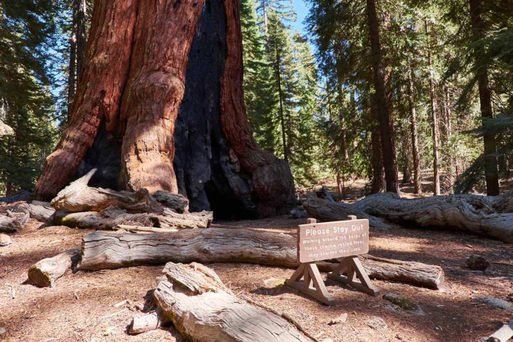 Sequoia tree, Yosemite