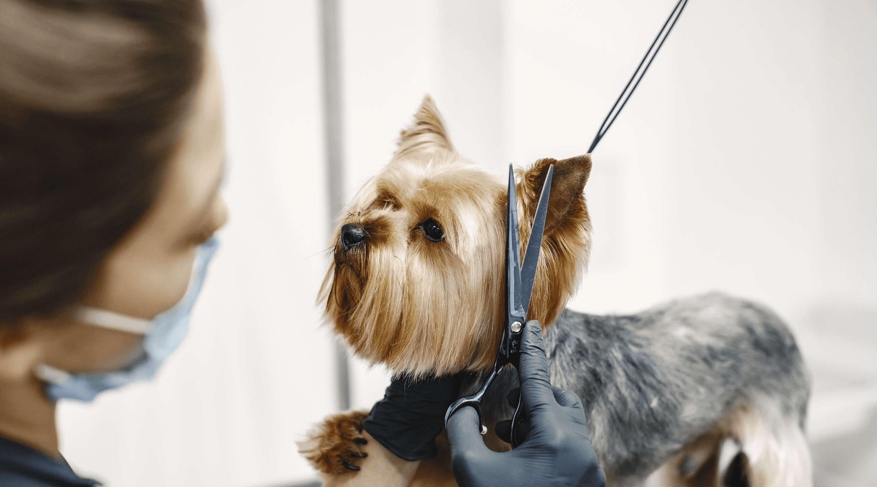  A smiling woman in a pet grooming salon uses a vacuum hose to groom a small dog on a table, with shelves of towels and supplies behind her.