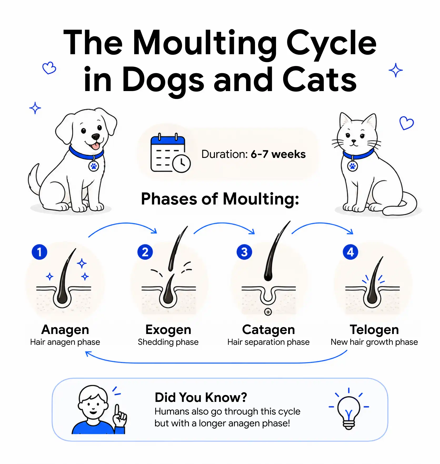 An infographic showing the moulting cycle in dogs and cats.