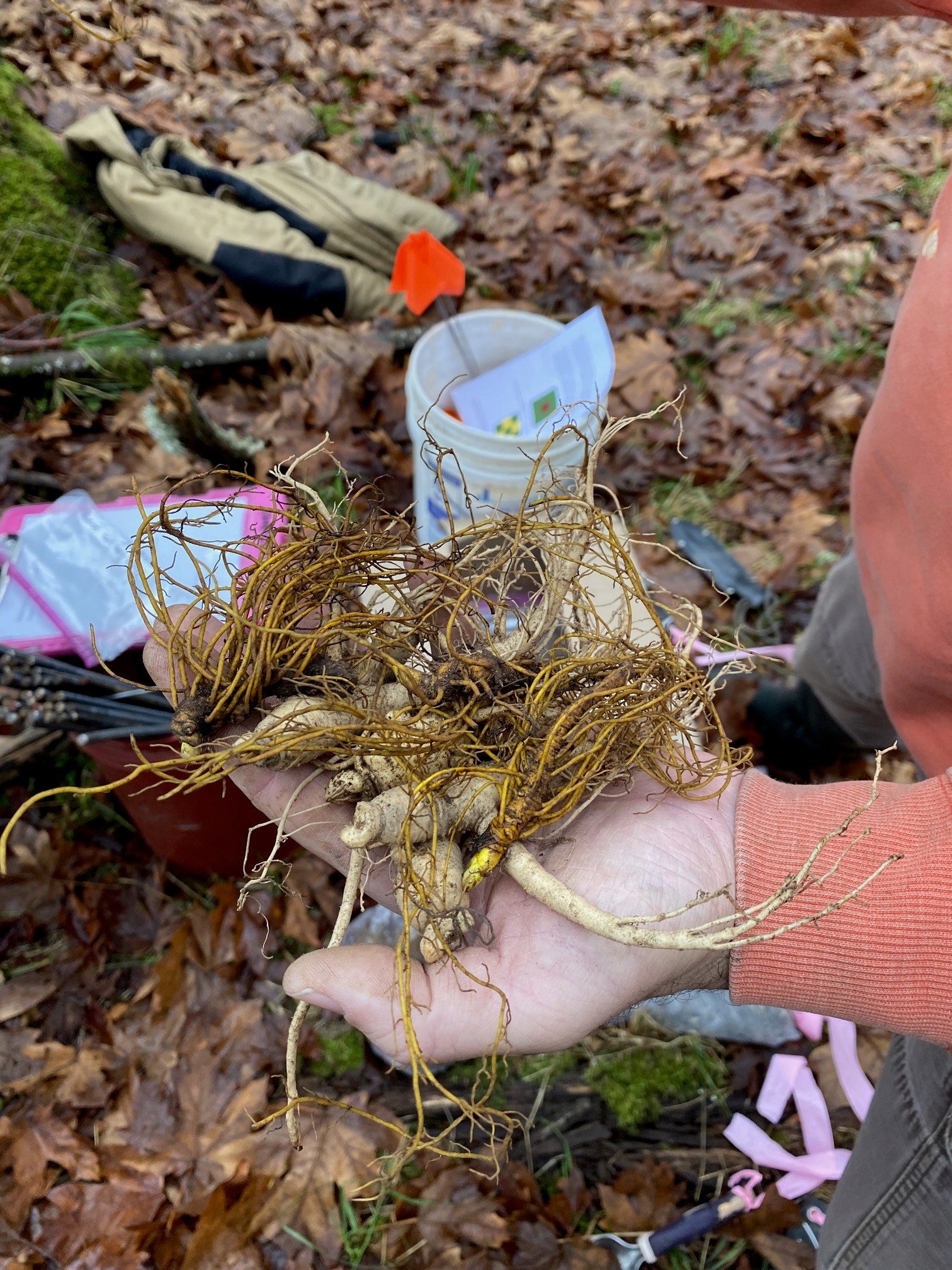 Ginseng & goldenseal
