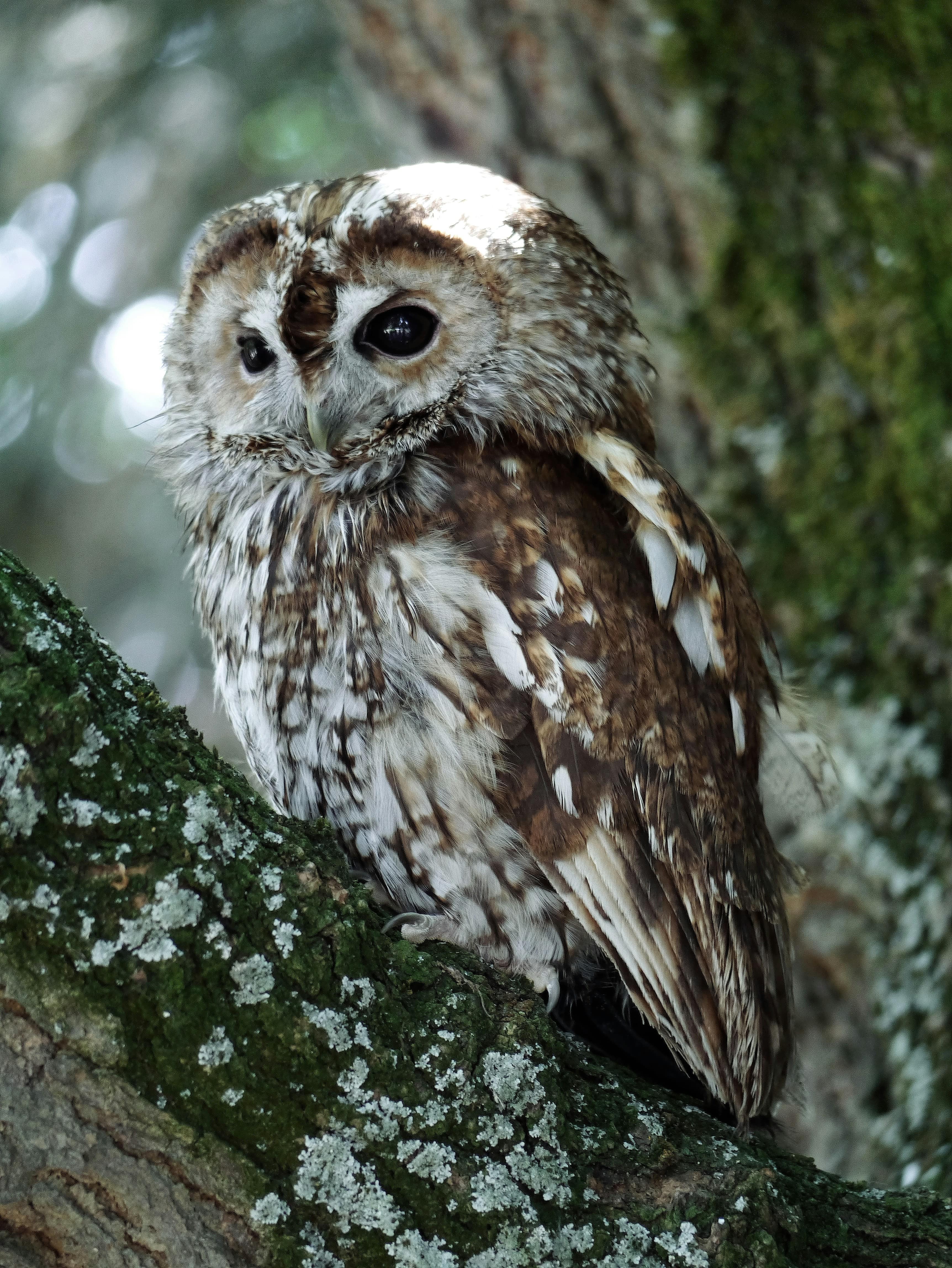 Closeup image of owl