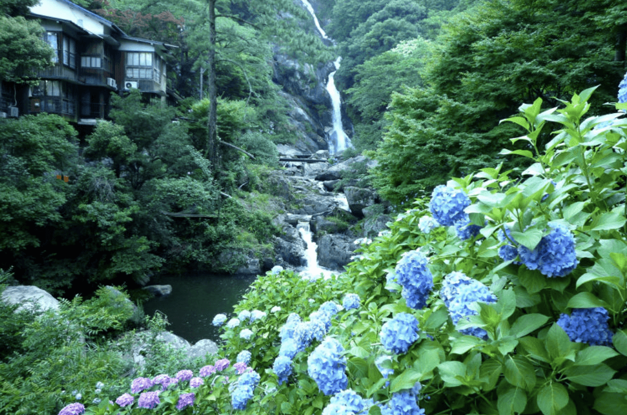 Hydrangeas at Mikaeri Falls