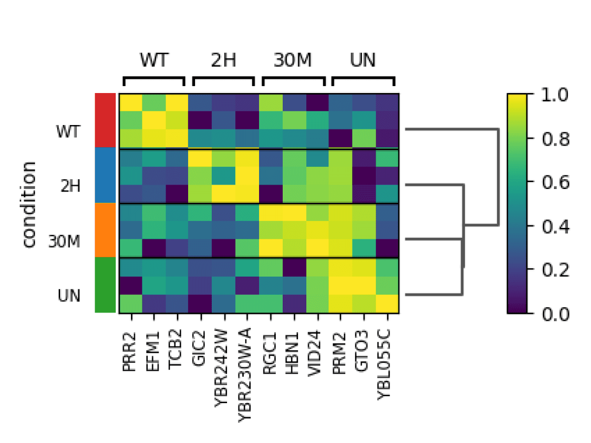 Heatmap showing Differential Gene Expression from Bulk RNAseq