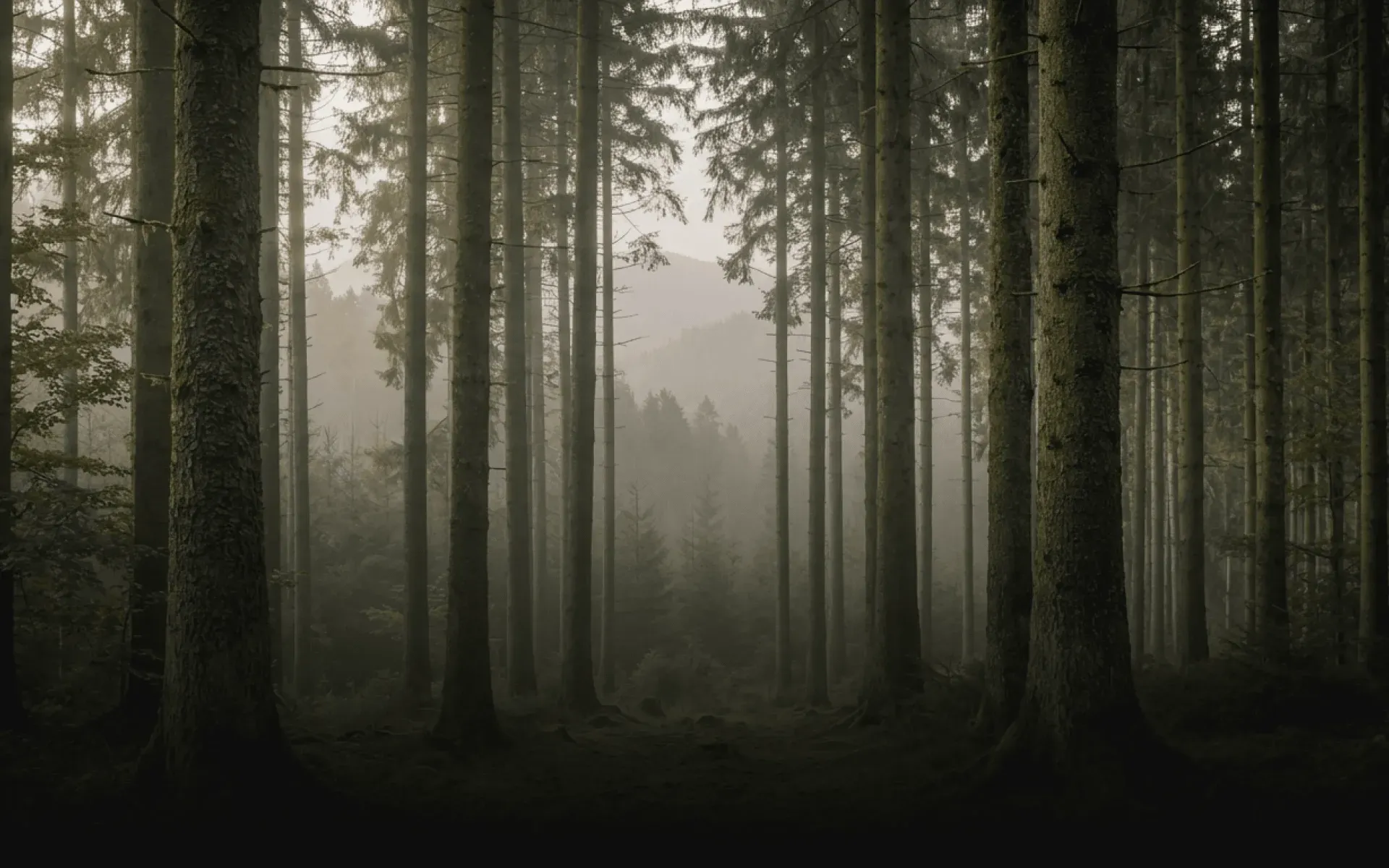 background image of a forest