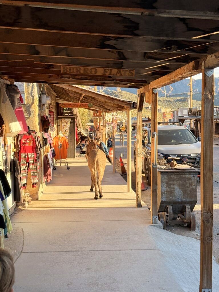 Wild burro wandering the sidewalk in Oatman, Arizona