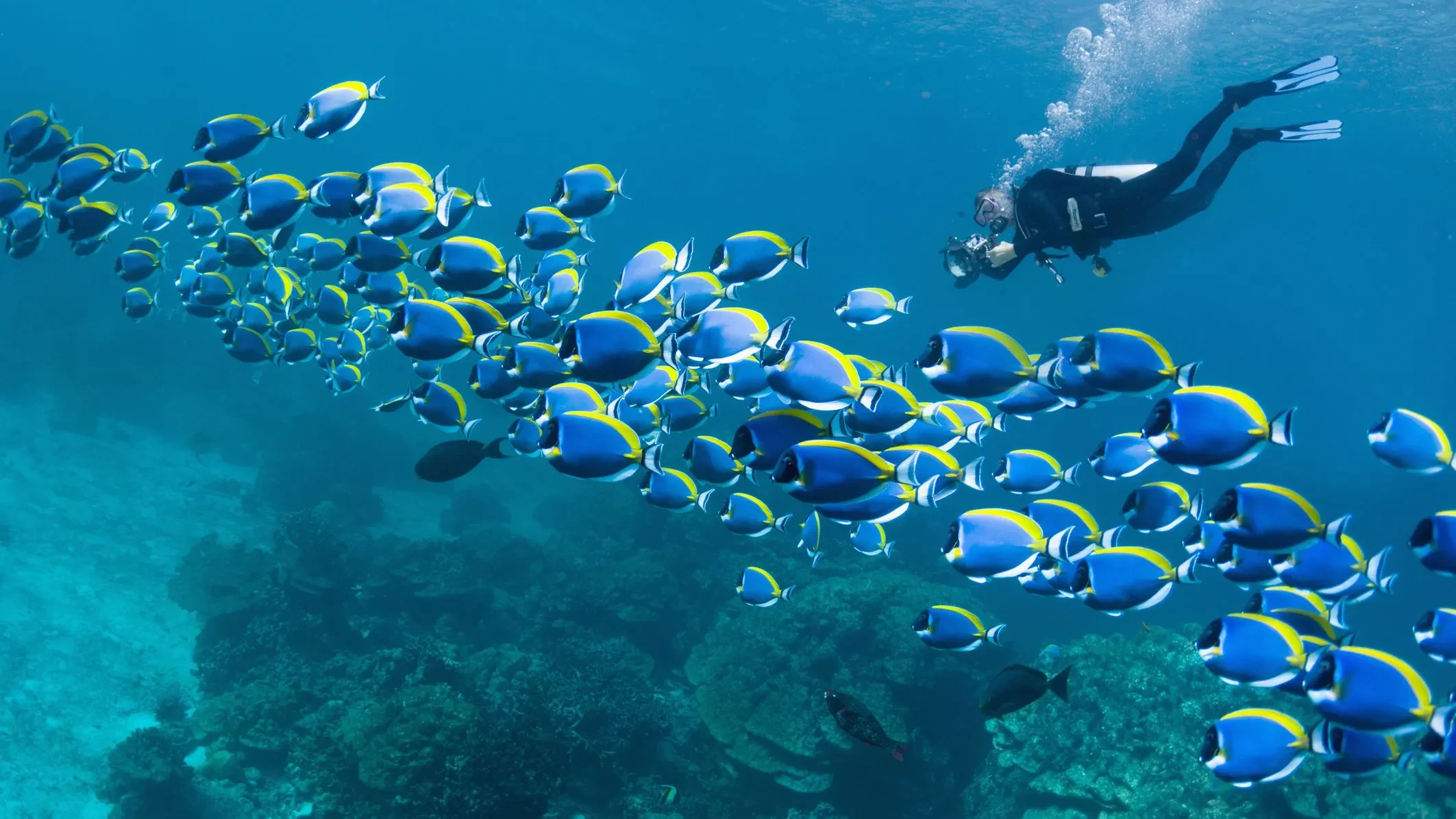 scuba diving