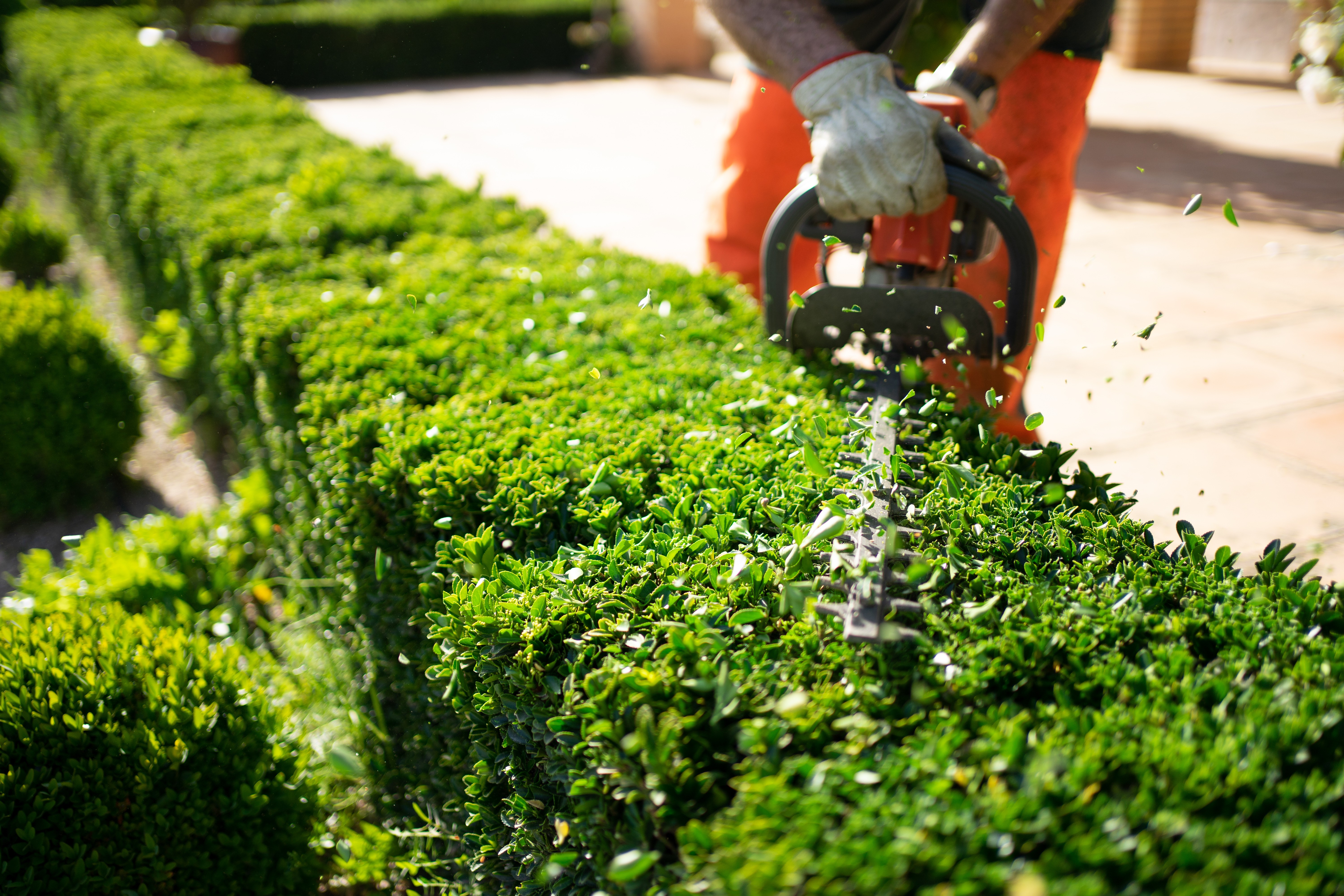 Commercial Landscape Palm Coast and Ormond Beach