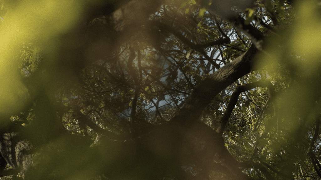 Fisher Place – Luxury Townhouses at 261 Glenlyon Rd, Fitzroy North