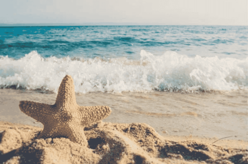 Beach and a star fish