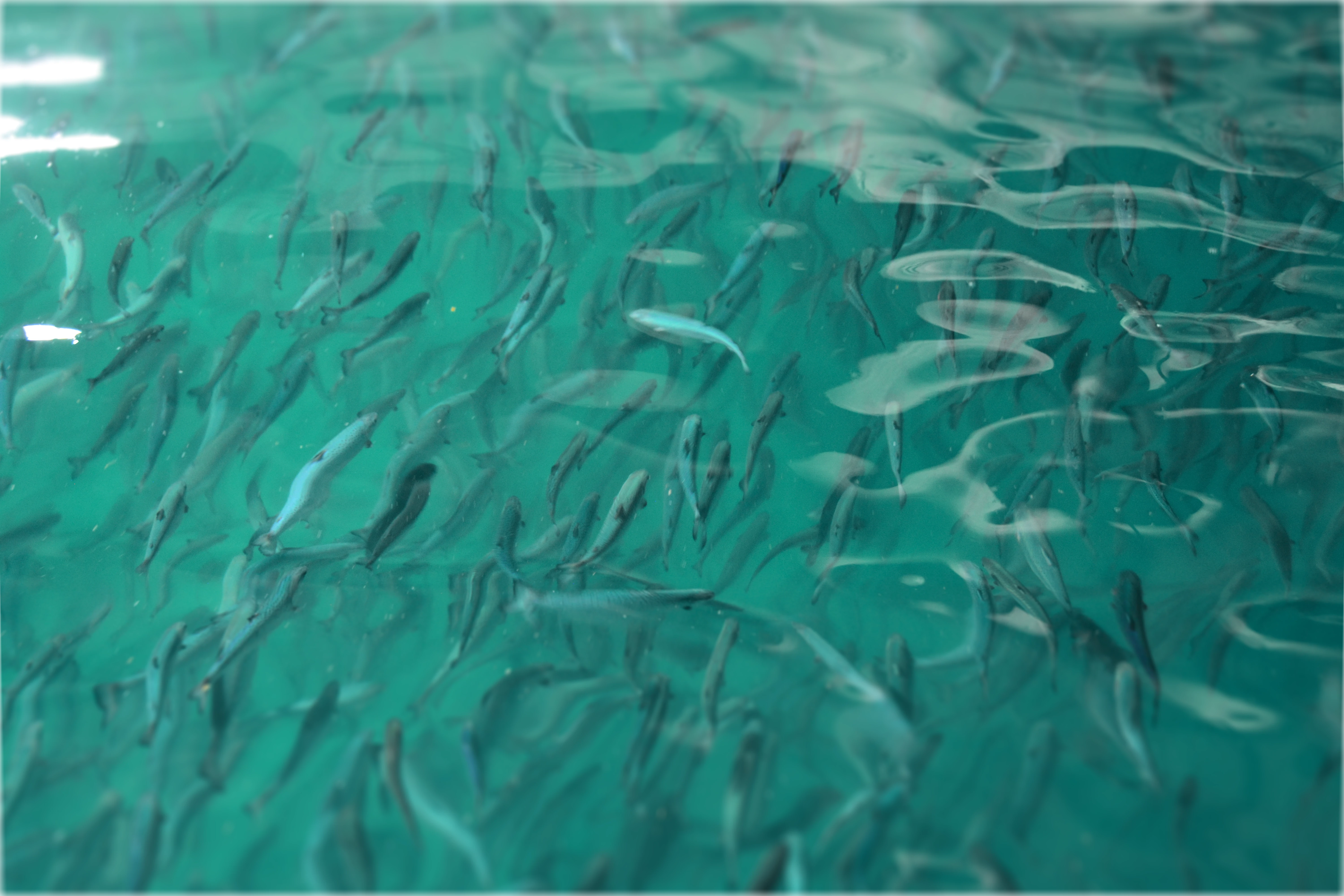 A white bowl filled with red cavia on top of a table