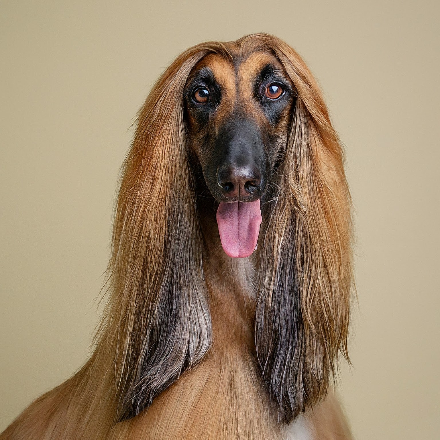 BUDDYUNO, Afghan Hound