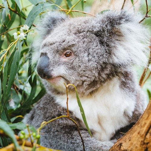 Koala al parco faunistico