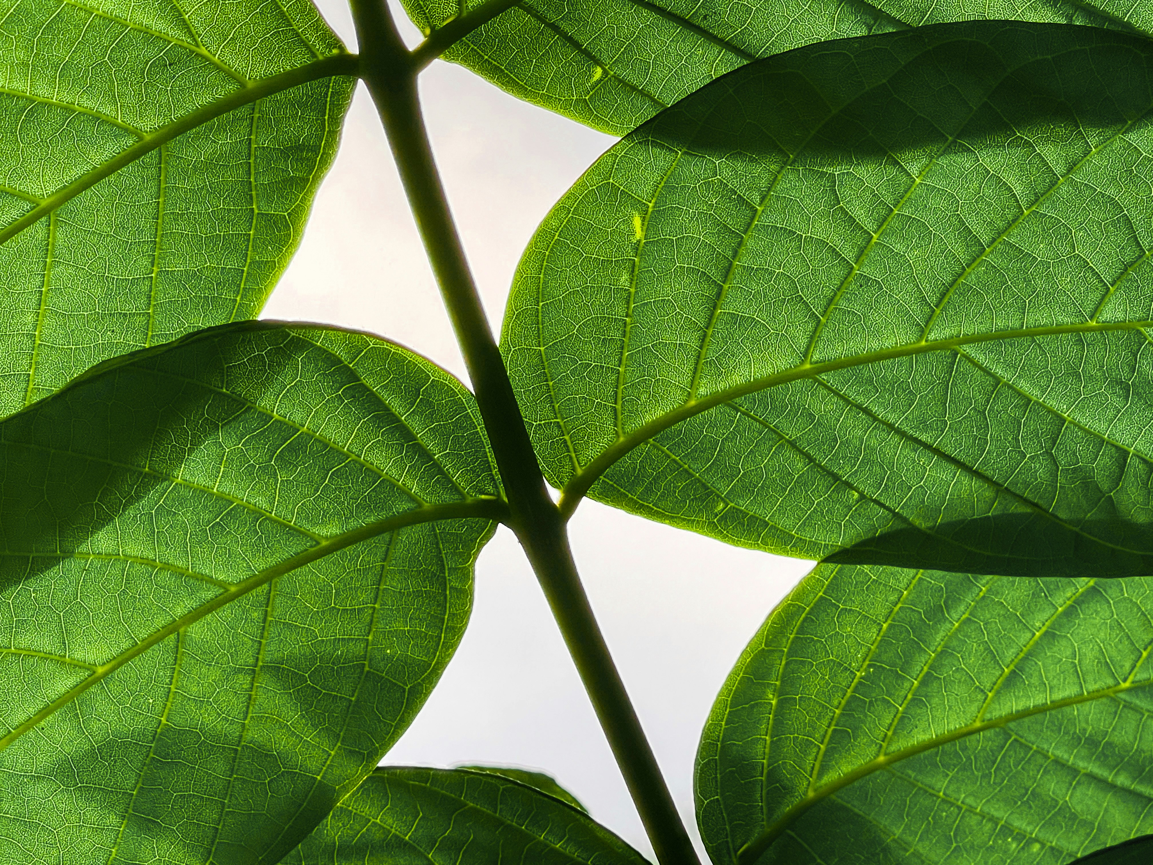 a close-up of some leaves