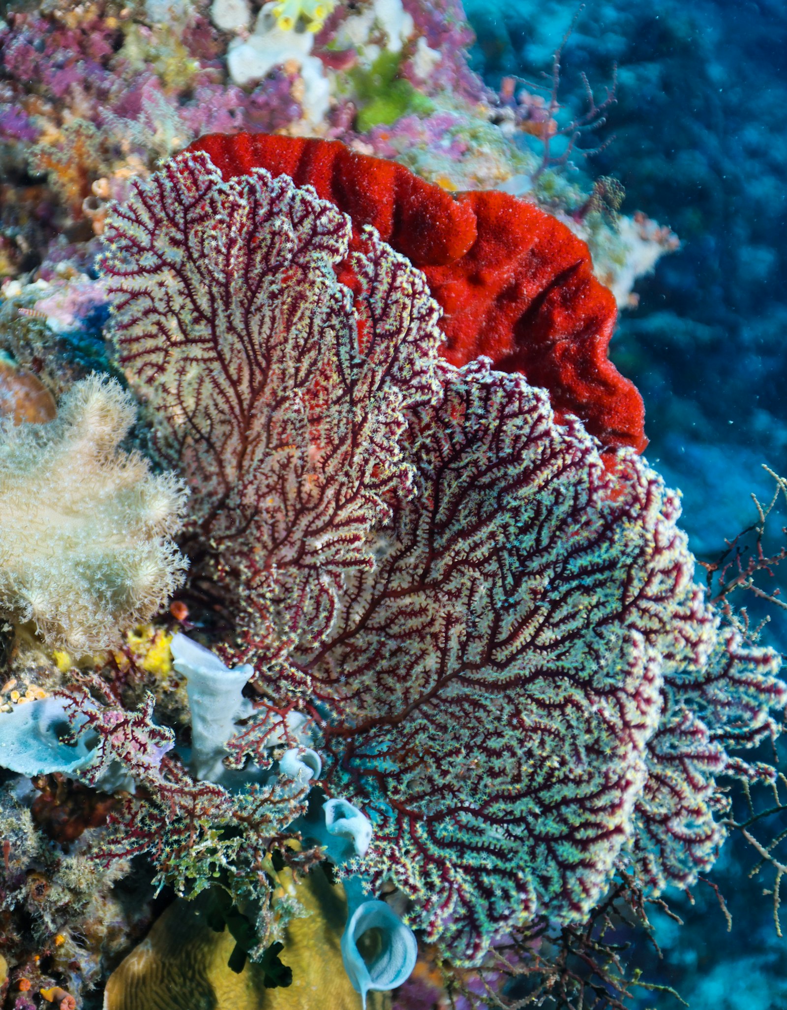 Large gorgonian sea fan growing beside a red barrel sponge on a tropical coral reef