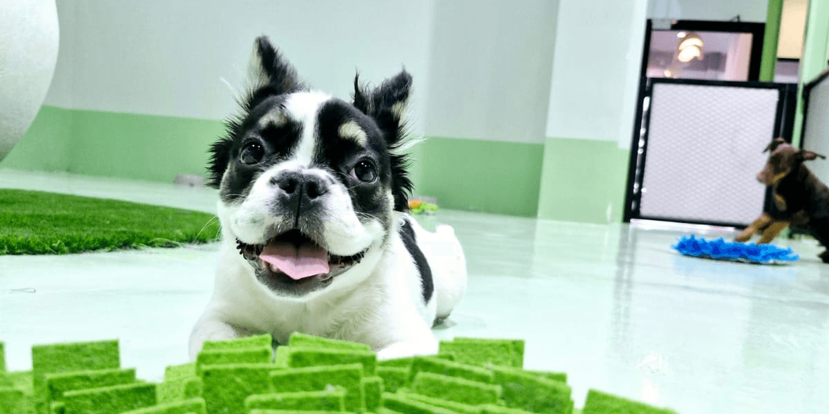 A dog lies comfortably on a green mat indoors, displaying its clean teeth after regular dog dental cleaning.