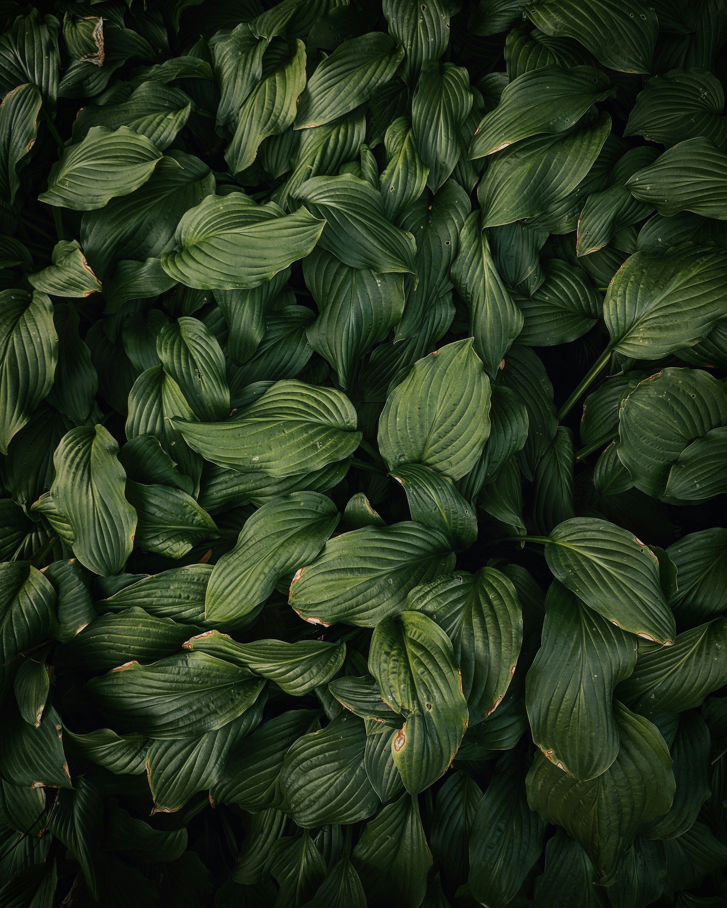 A picture of green leaves in the forest