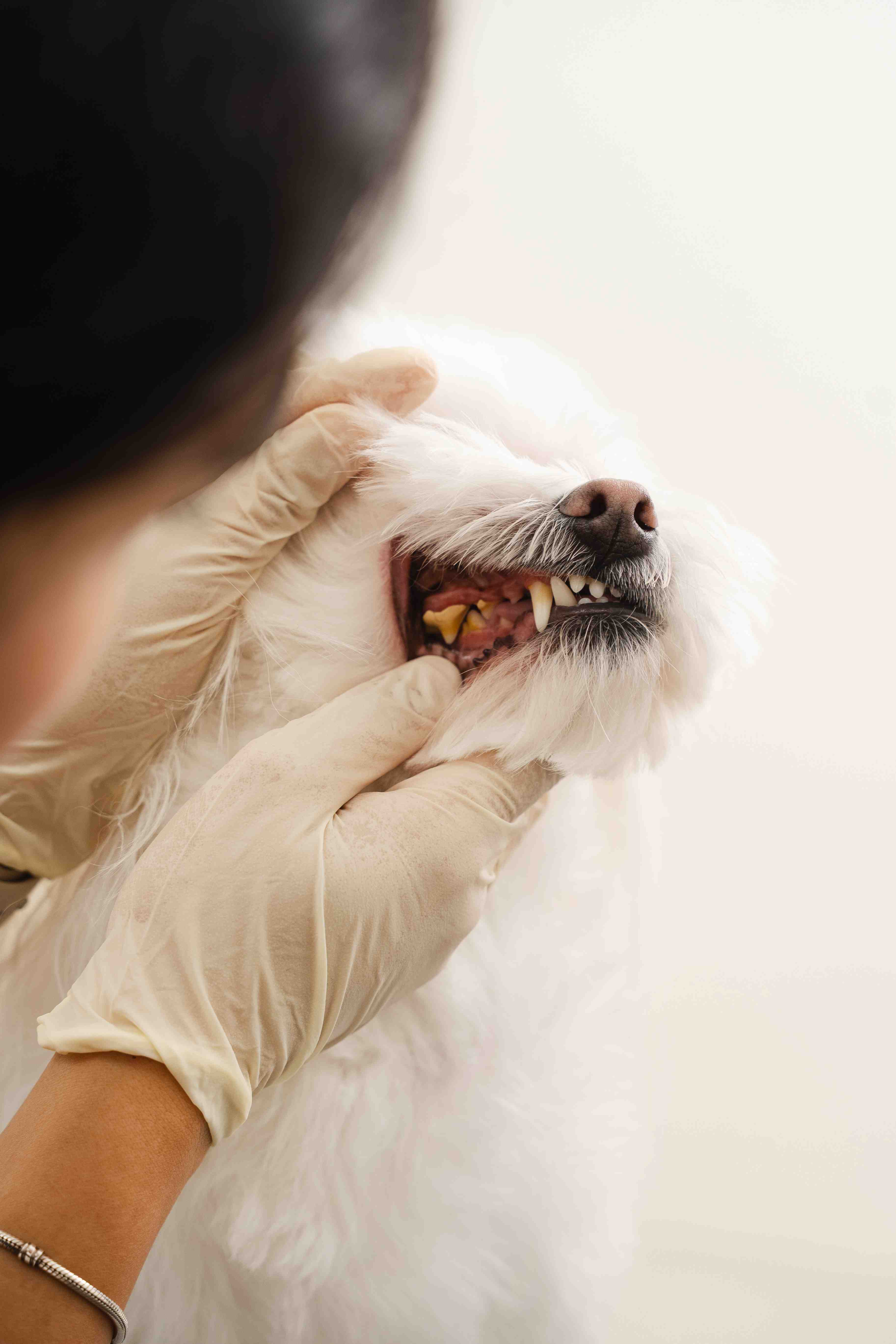 Dr. Soheyl greets a regular dog patient happily at our JLT clinic