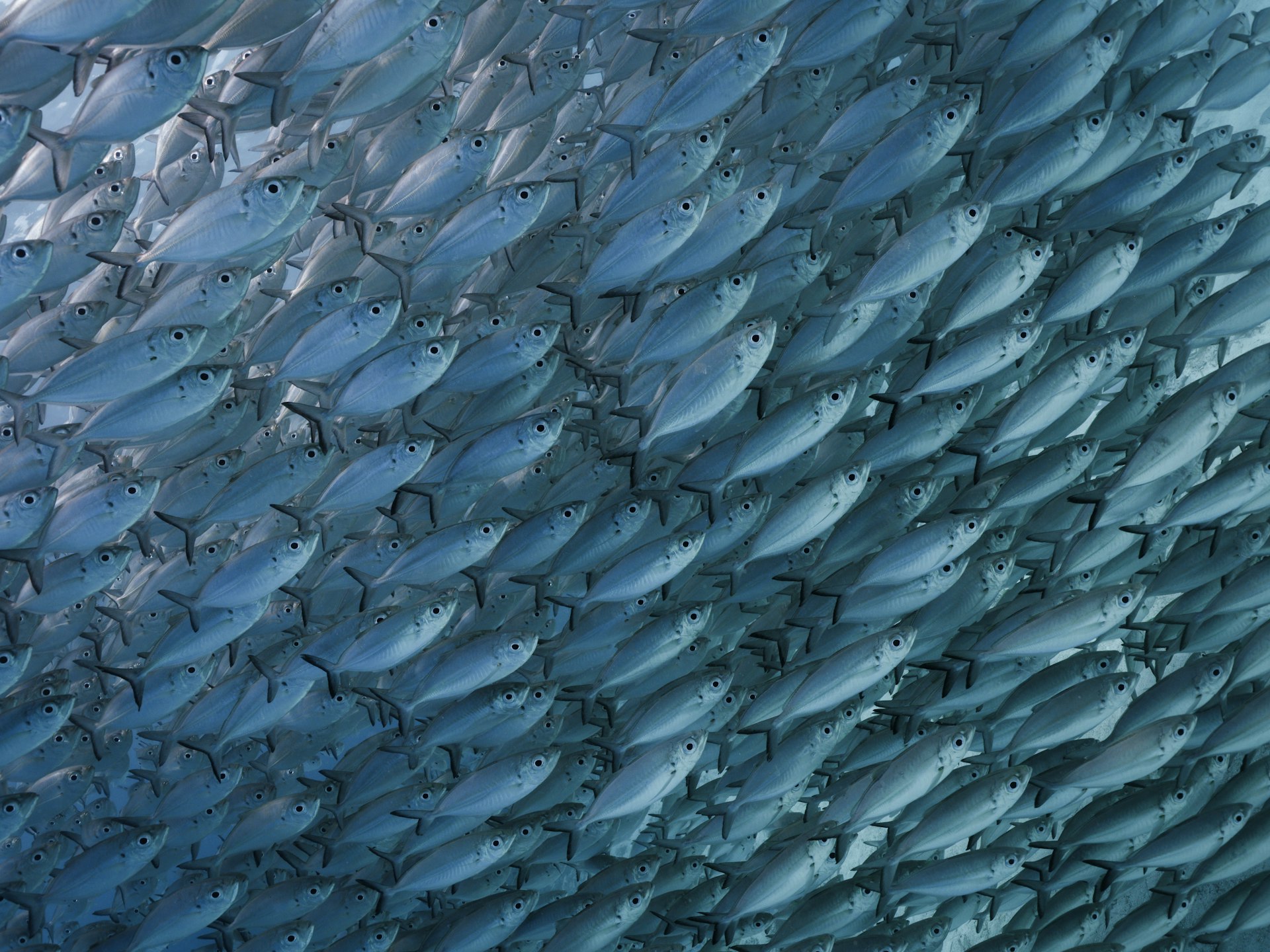 Dense school of silver fish packed tightly together underwater in Indonesia