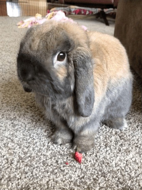 Bunny Pet Sitting