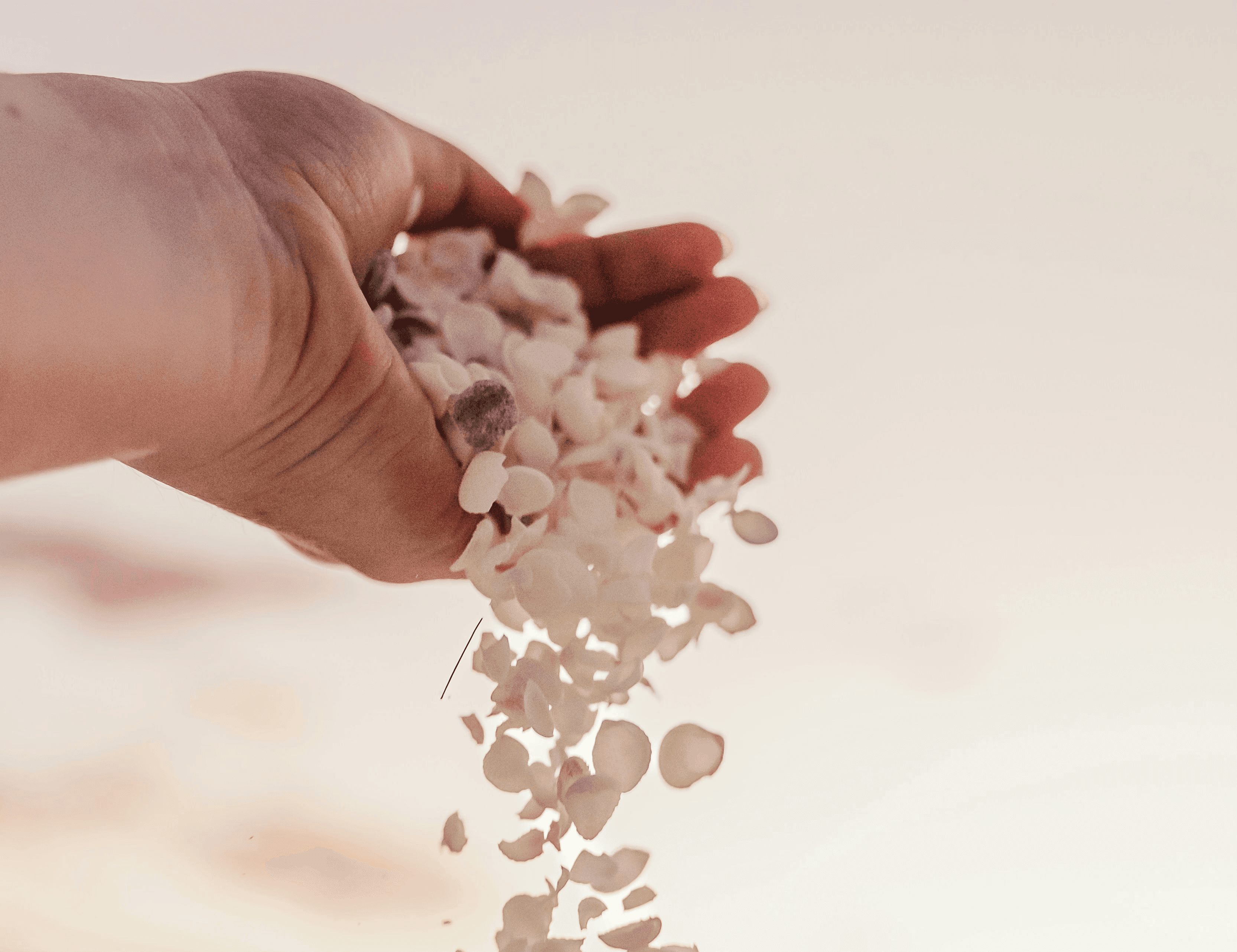 a hand holding a bunch of white flowers