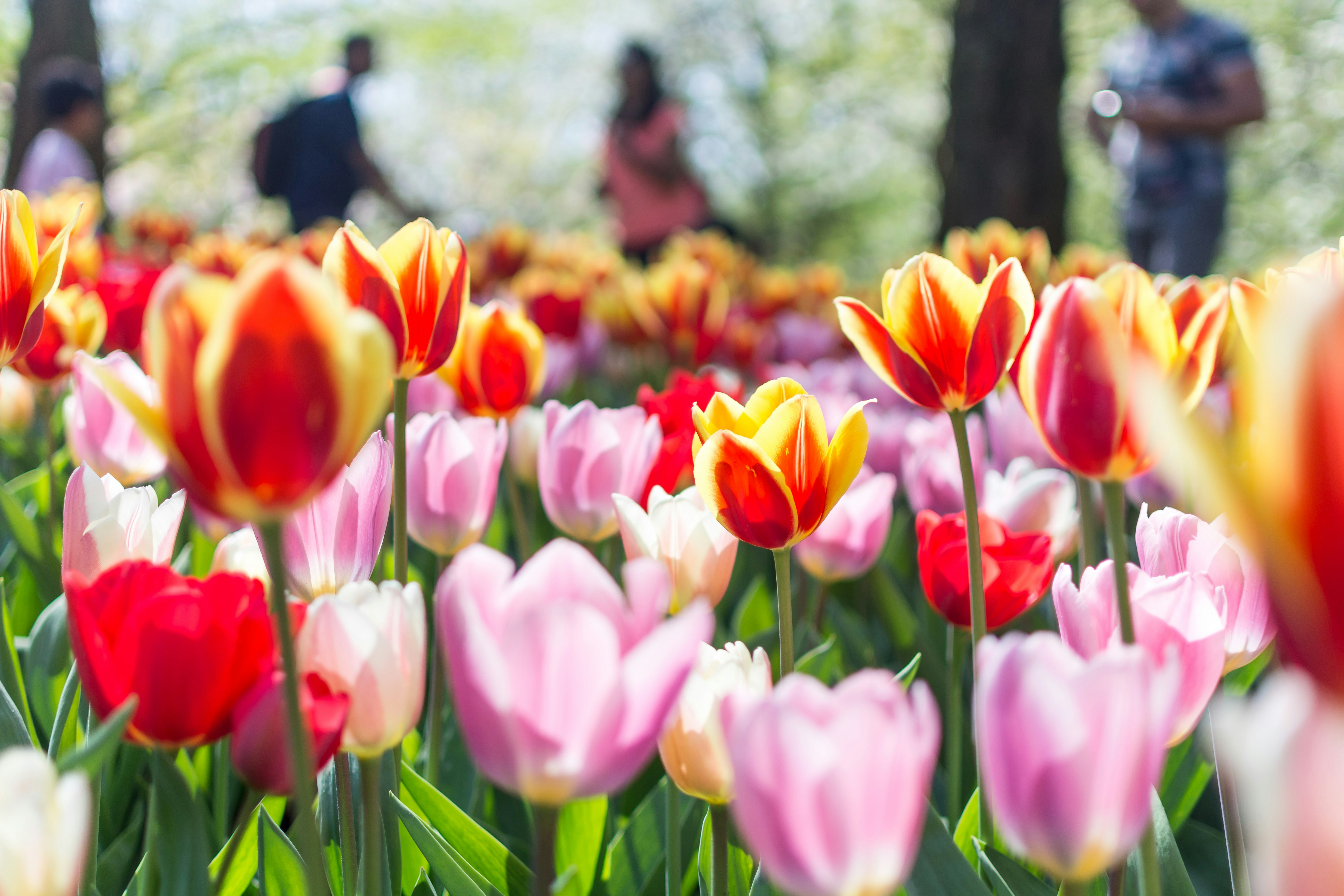 bed of red and pink tulip flowers